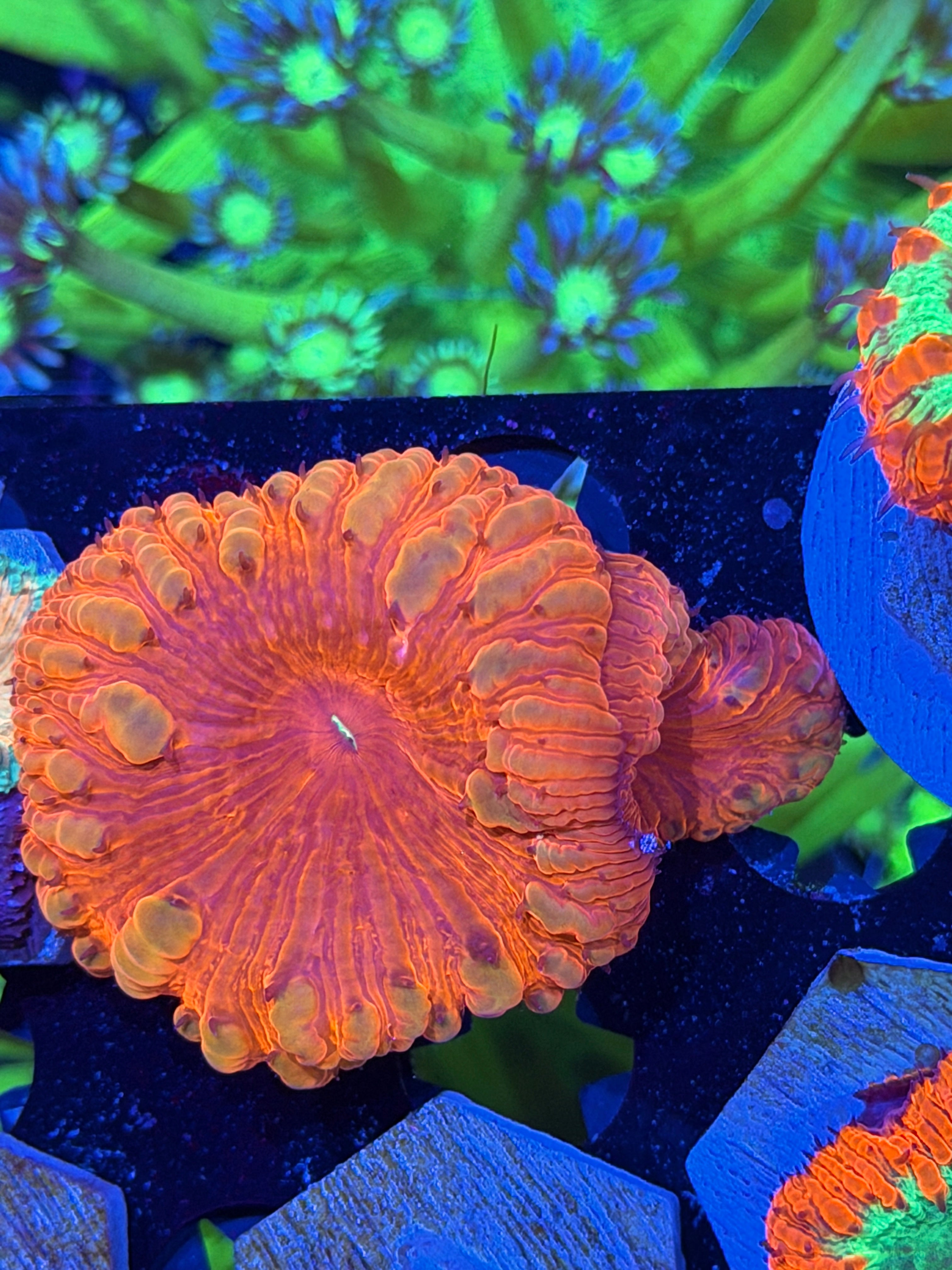 JEA Time Traveler Blastomussa Coral 2 XL Heads *New Release*