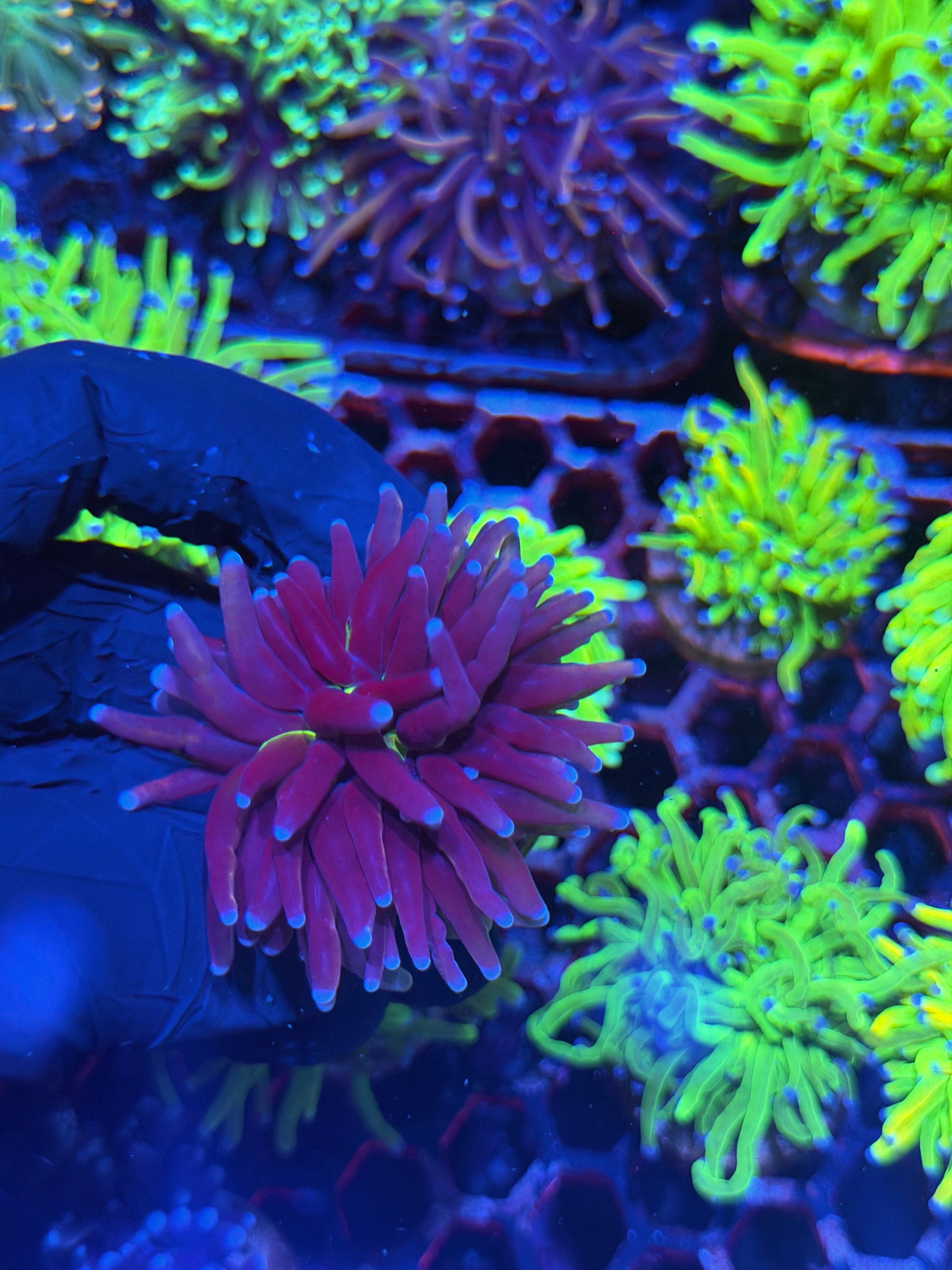JEA Death Star Grail Torch Coral 1 XL Head Splitting