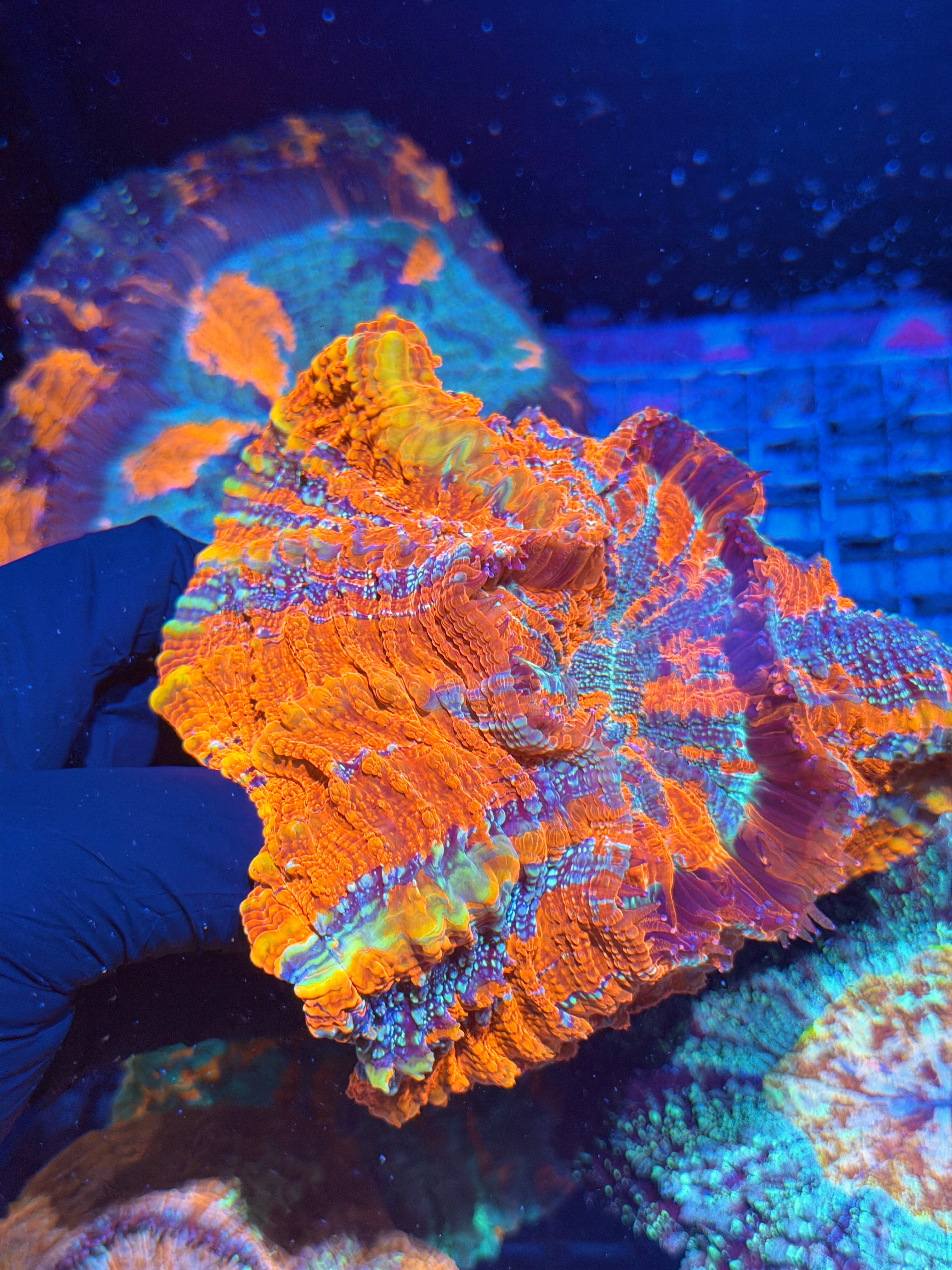 Rainbow Acanthophyllia Meat Coral XXL Show Piece