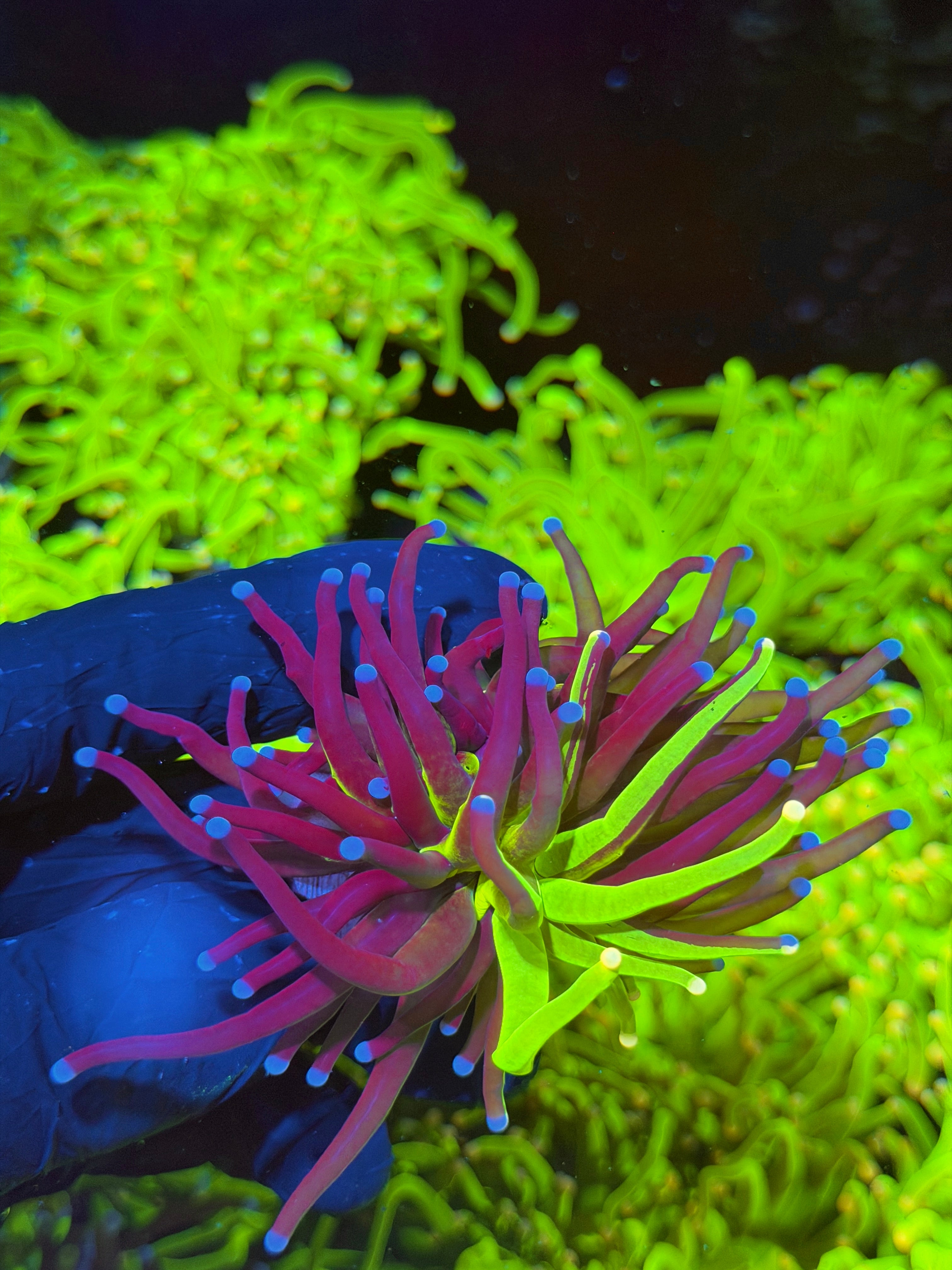 JEA Grafted Holy Grail Torch Coral 1 XL Head RARE 7/14