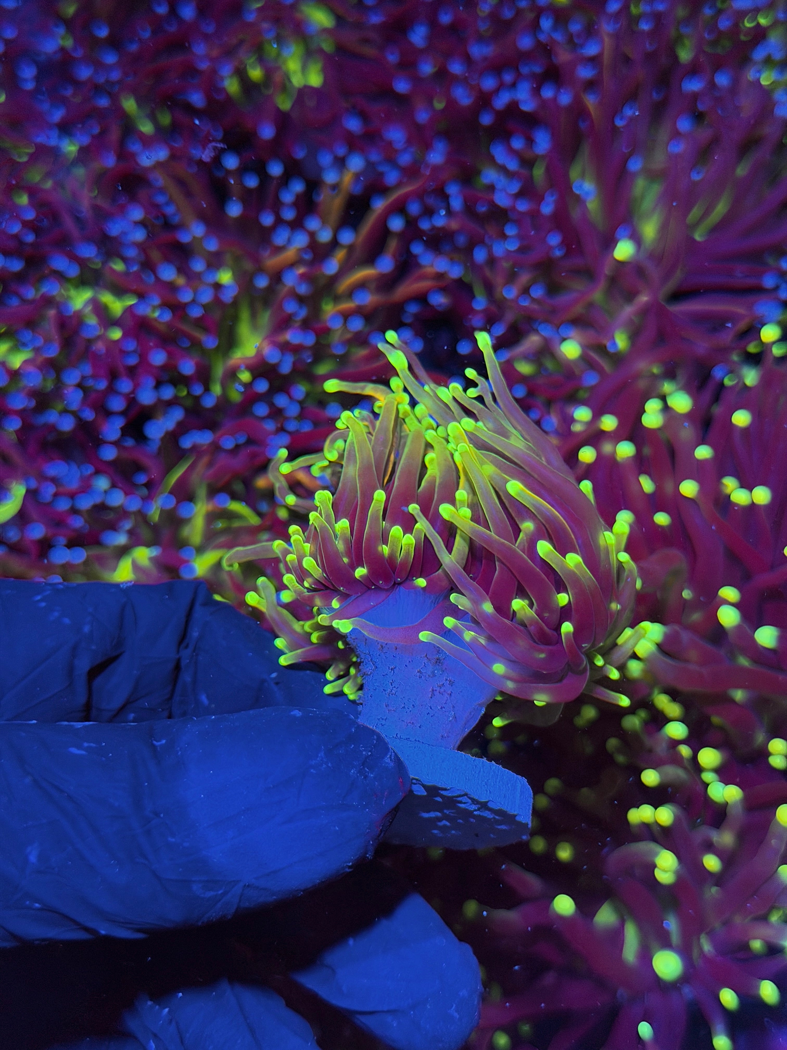 JEA Dragon Fire Torch Coral 3 Heads XL