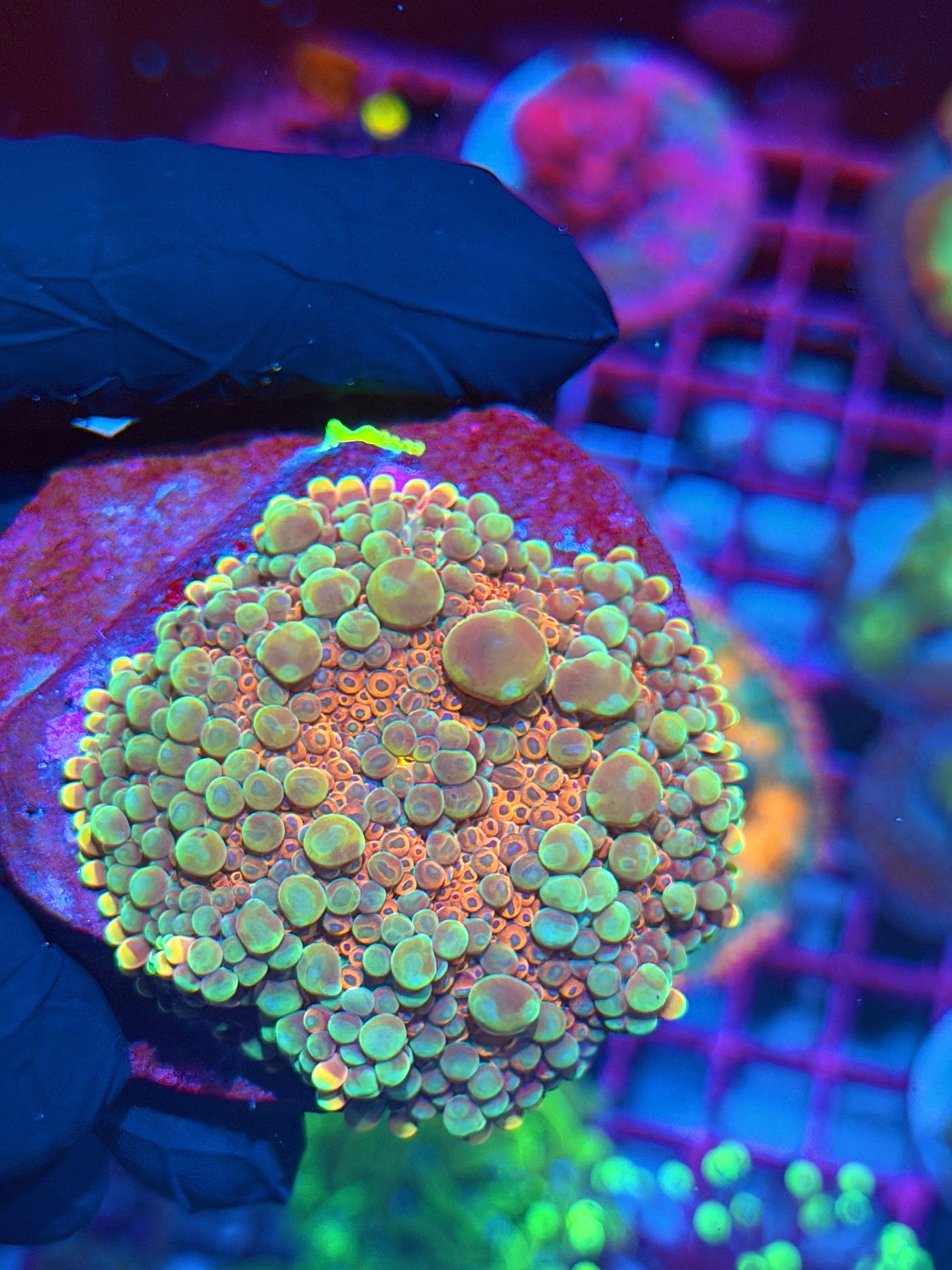 JEA Ice Cream Sundae Bounce Yuma Mushroom Coral XXL 8/1