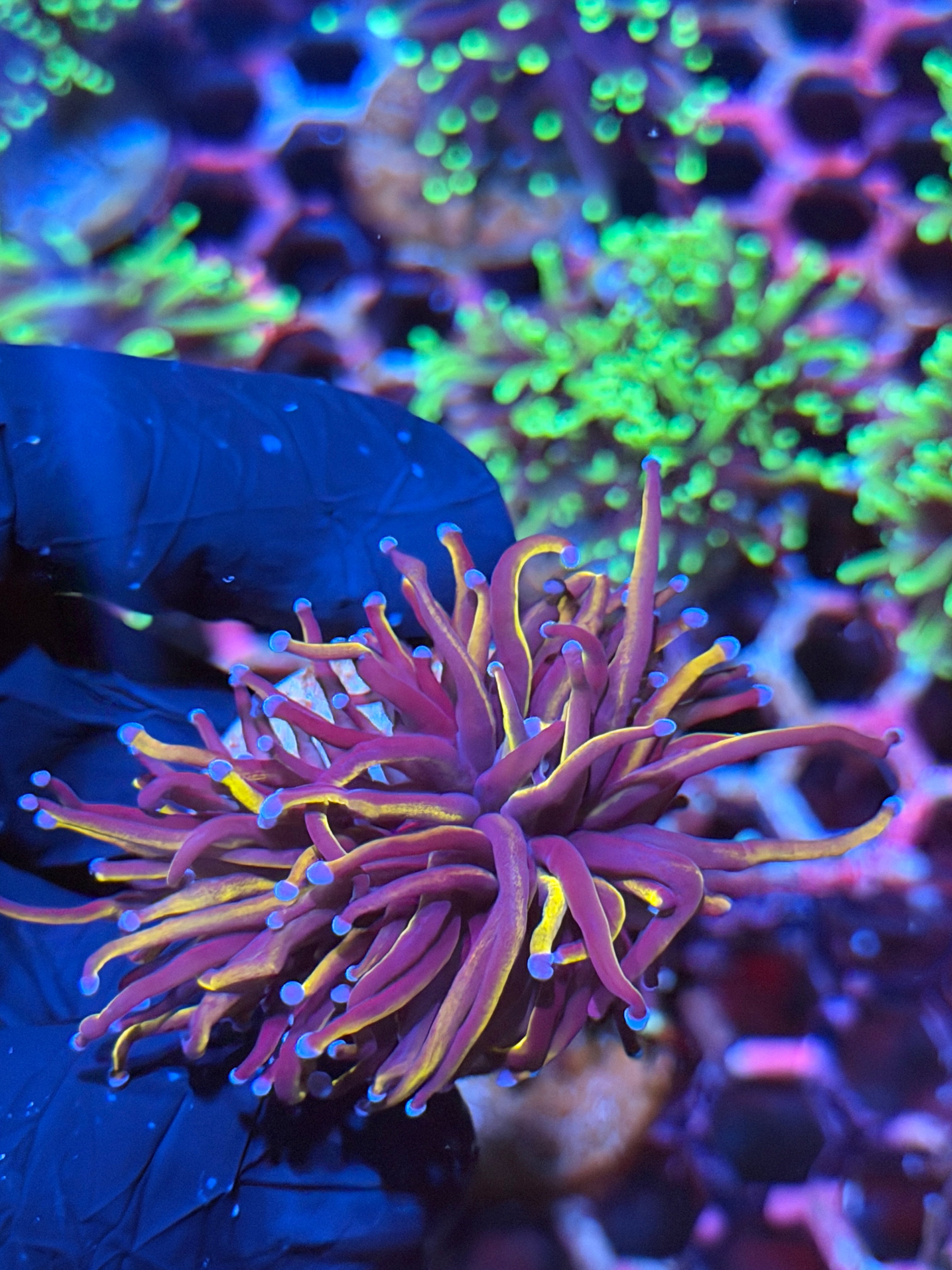 JEA Orange Peel Torch Coral 2 XL Heads 9/6