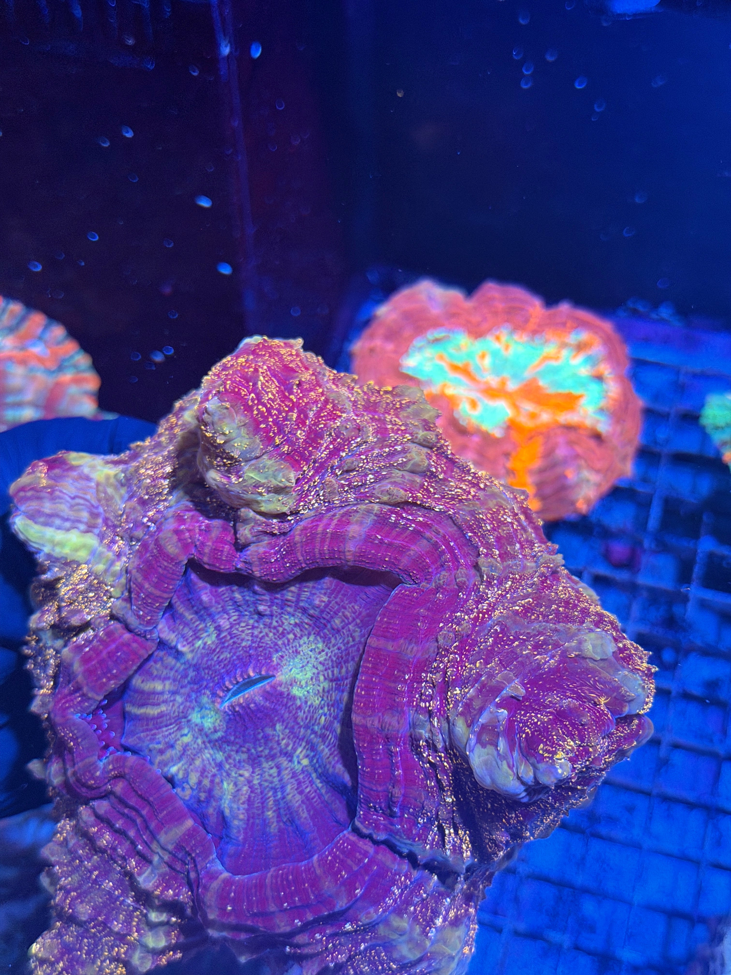 Glitter Acanthophyllia Meat Coral XXL