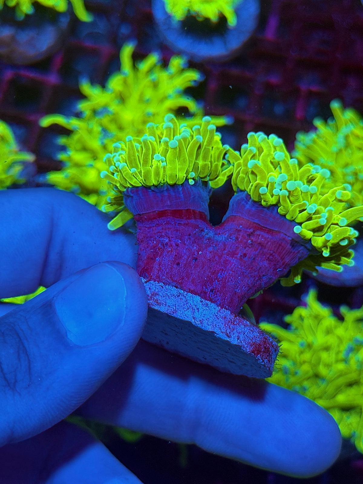JEA Frostbite Holy Grail Torch Coral 2 Heads XL 10/25