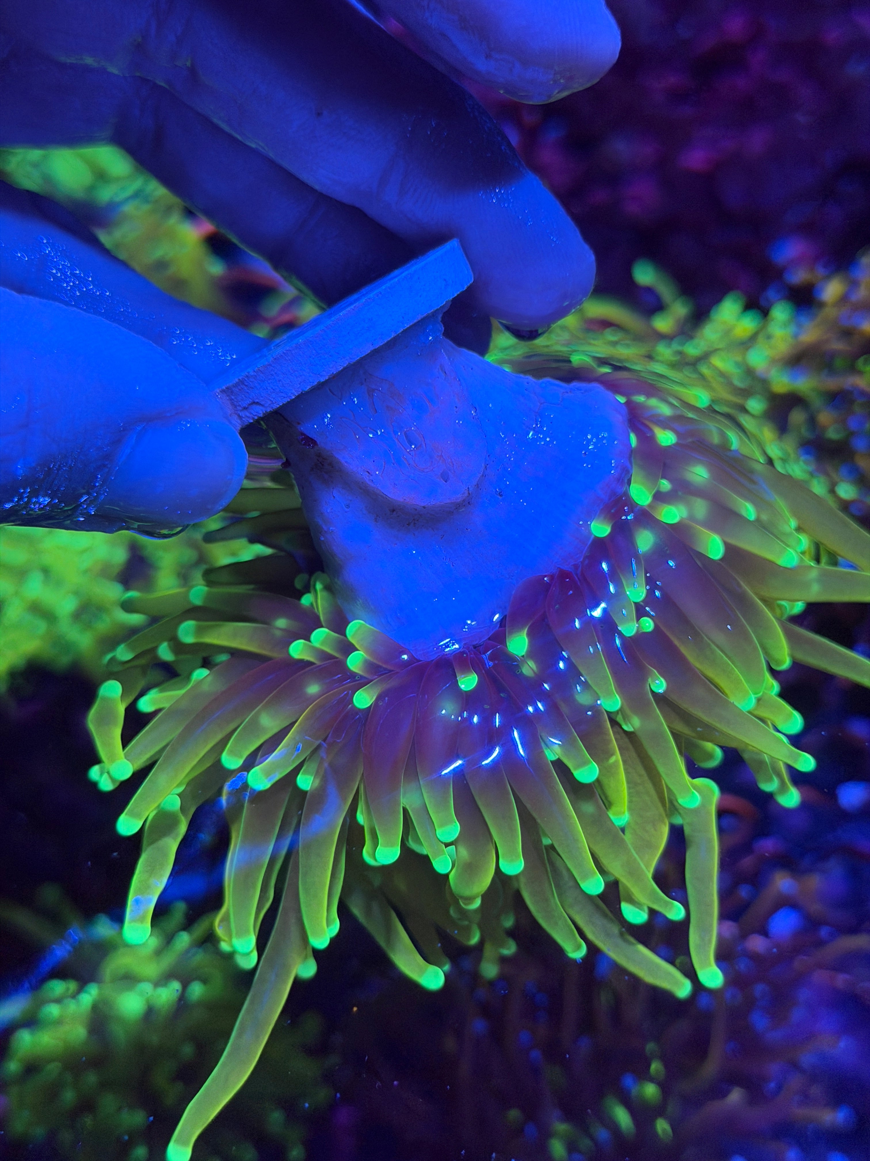 JEA Dragon Soul Torch Coral 1 XXL Head Splitting 12/1