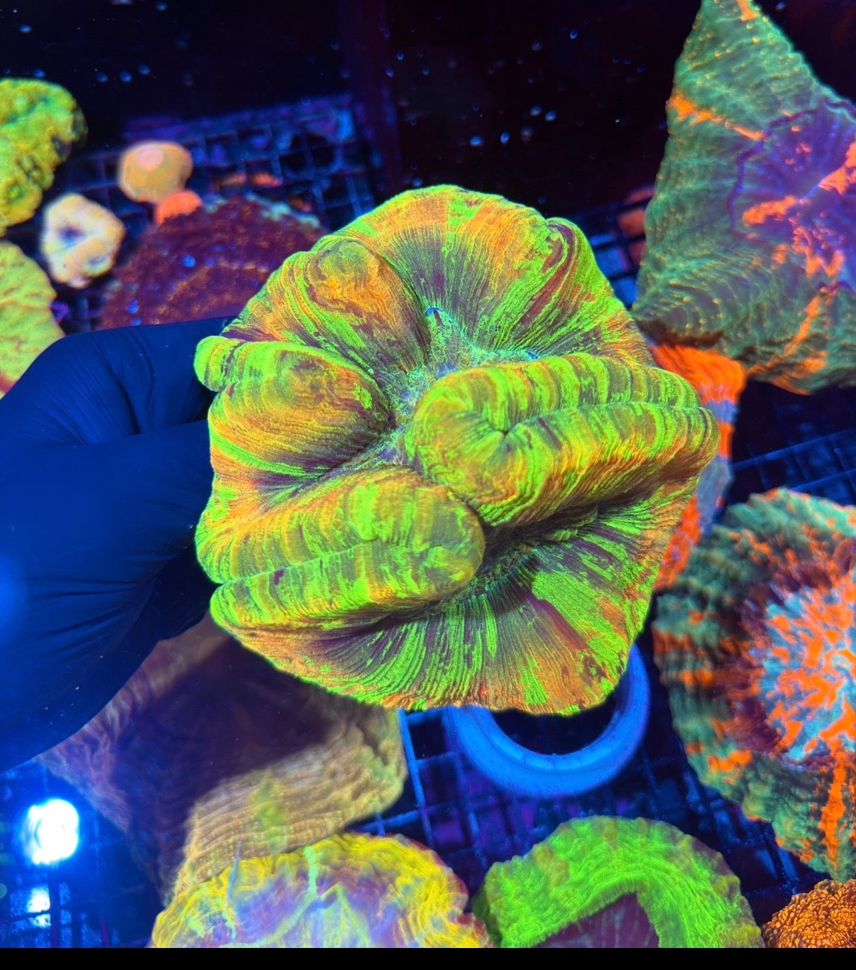 Unique Striped Trachyphyllia Meat Coral XXL Show Piece