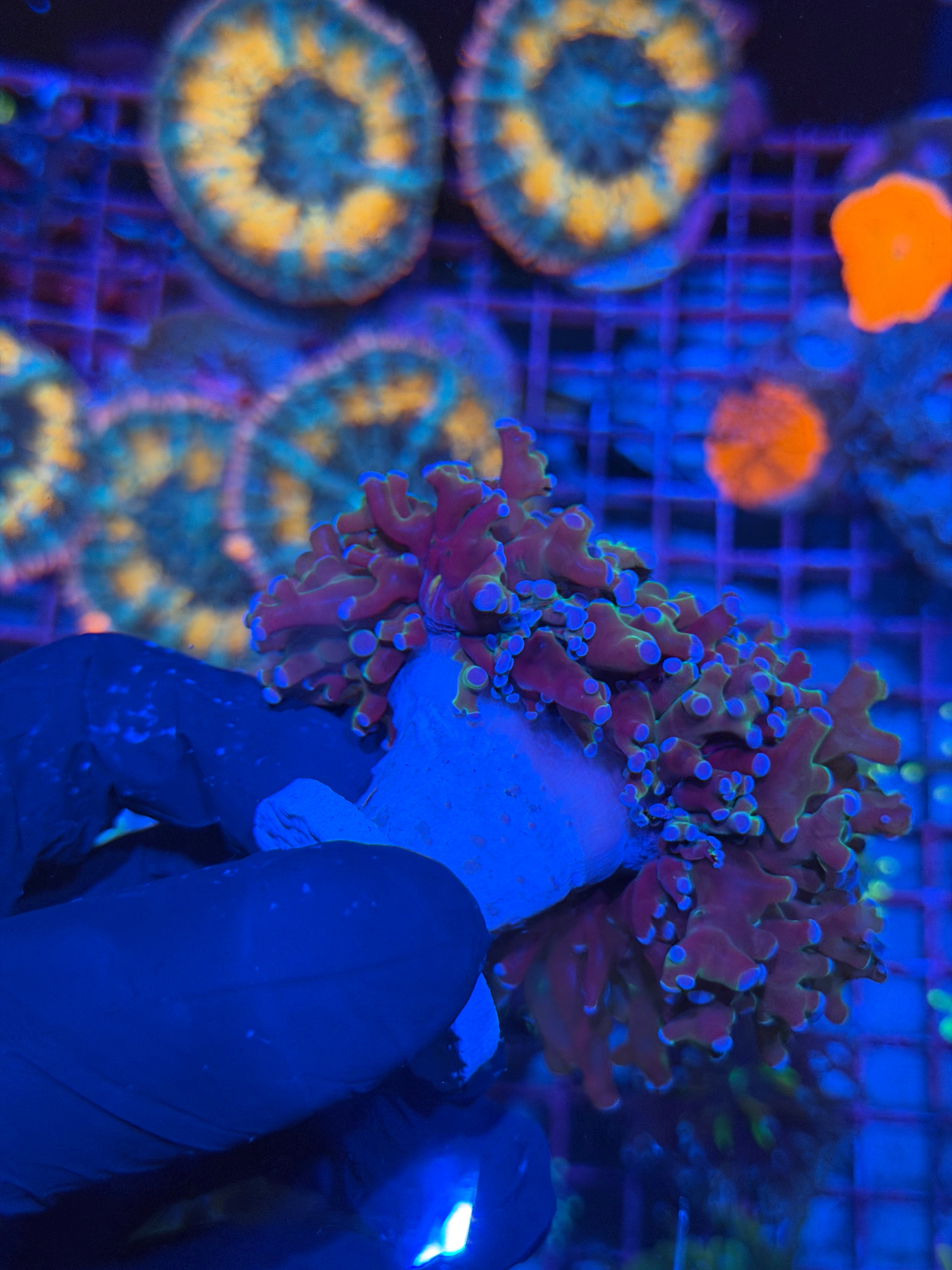 JEA Dark Matter Frogspawn Coral 2 Heads Splitting XXL Show Size 7/15