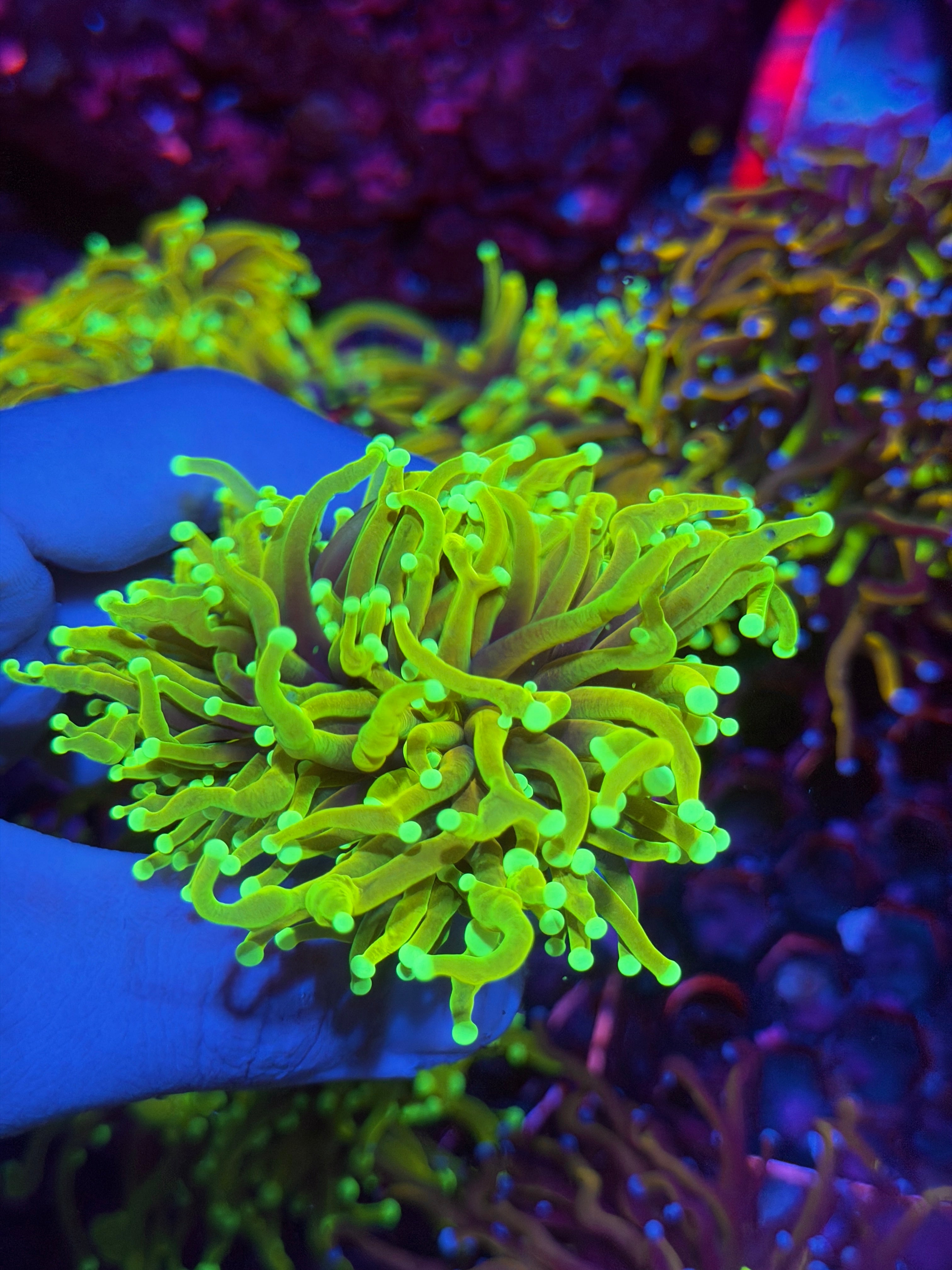 JEA Hell Fire Torch Coral 1 XXL Head Splitting 12/1