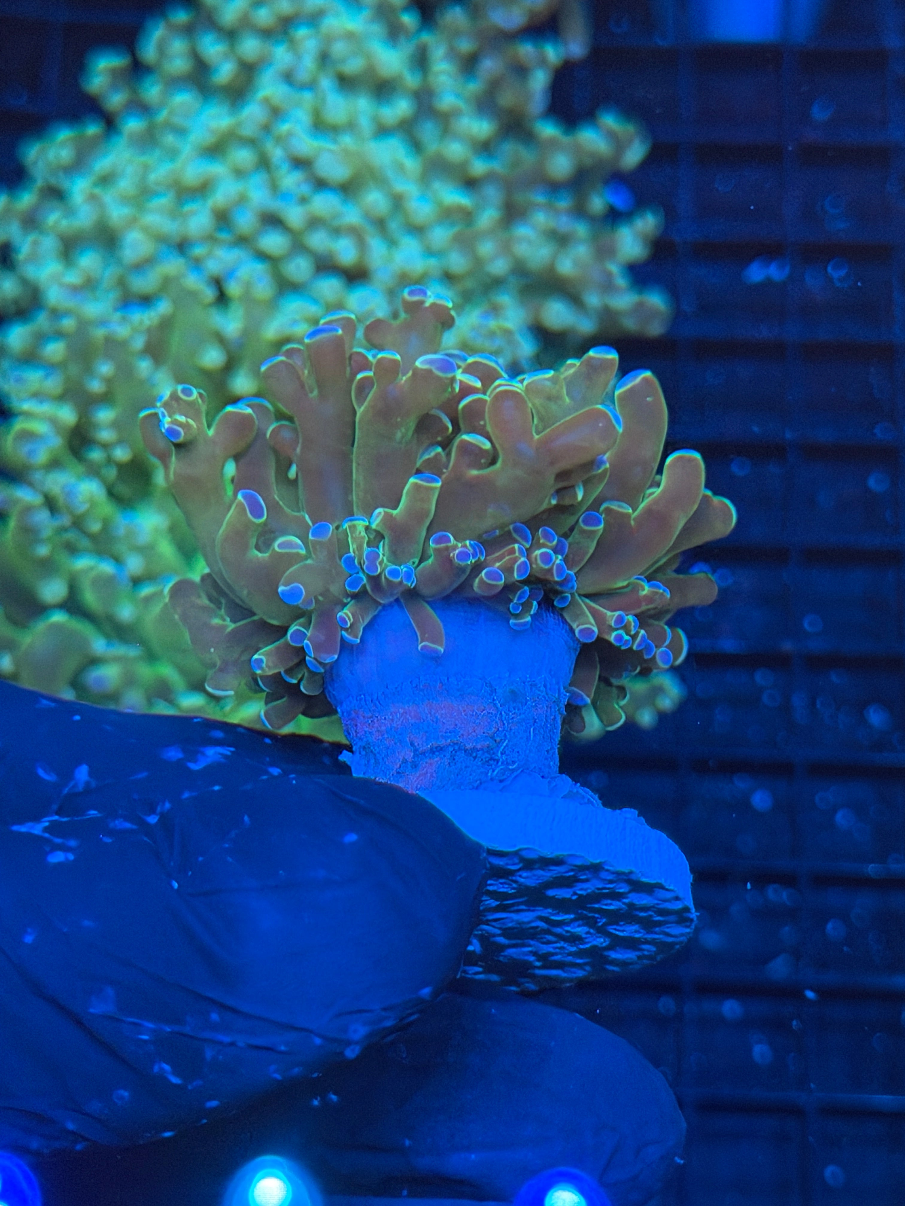 JEA Holy Relic Frogspawn Coral 1’XL Head 9/5