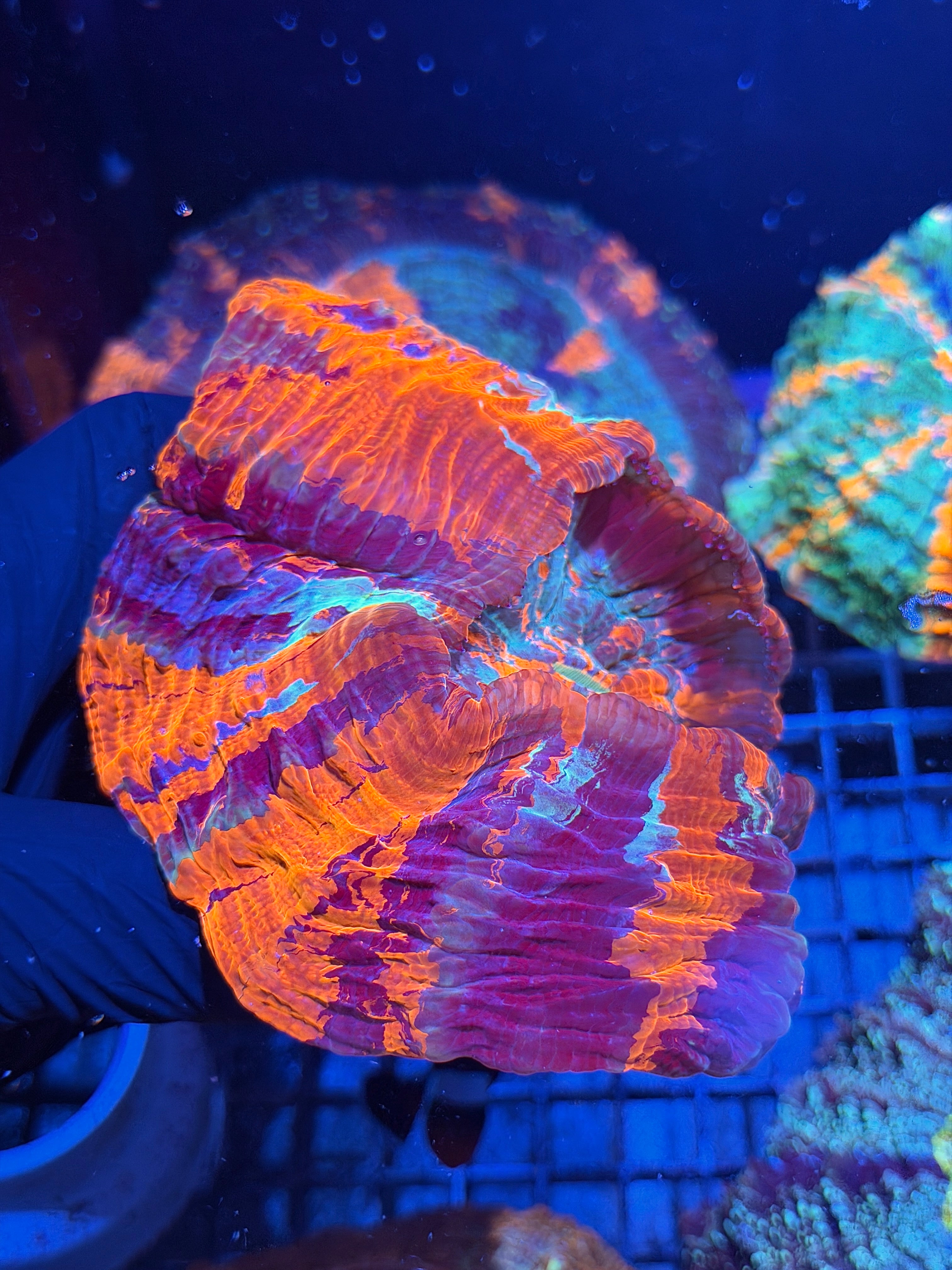 Insane Striped Acanthophyllia Meat Coral XXL Show Piece