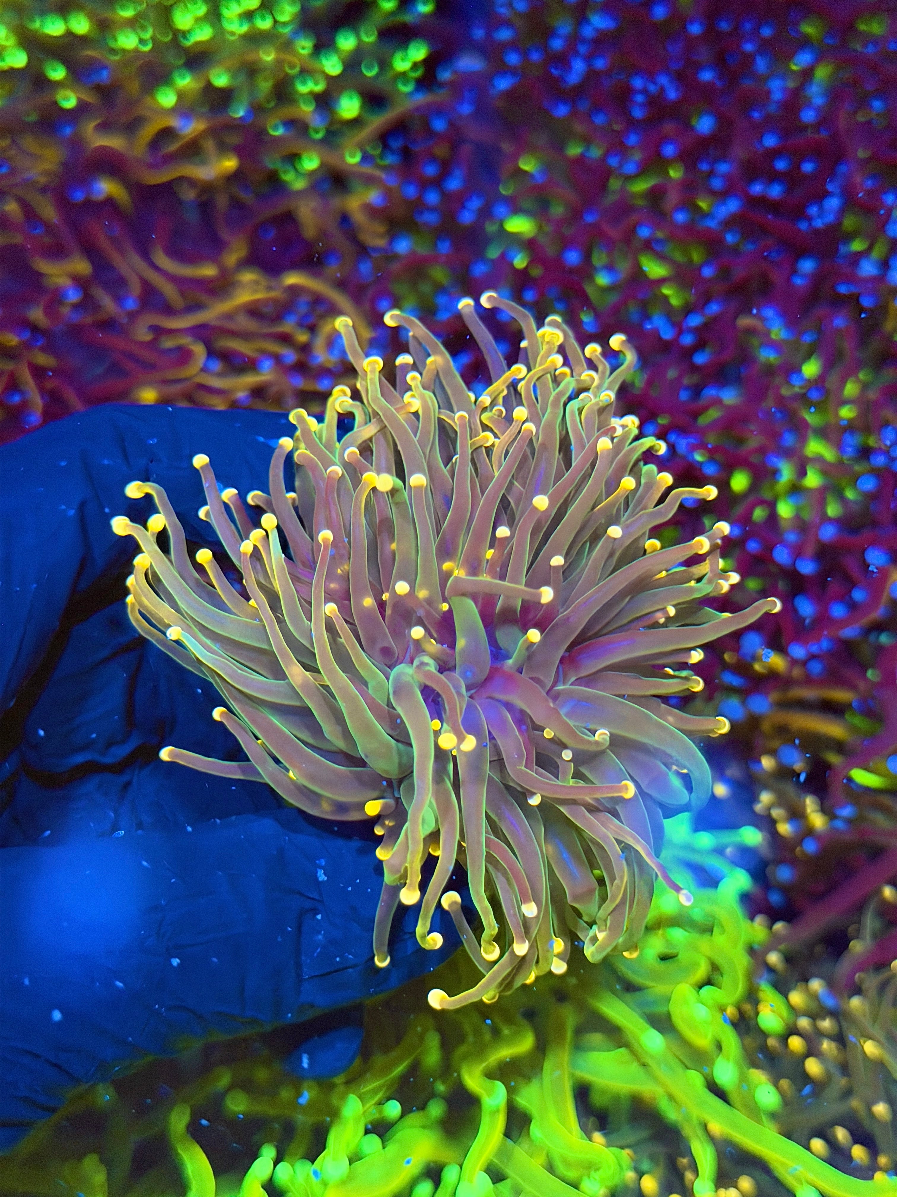 JEA Darksiders Torch Coral 2 XL Heads Splitting to 3 7/9