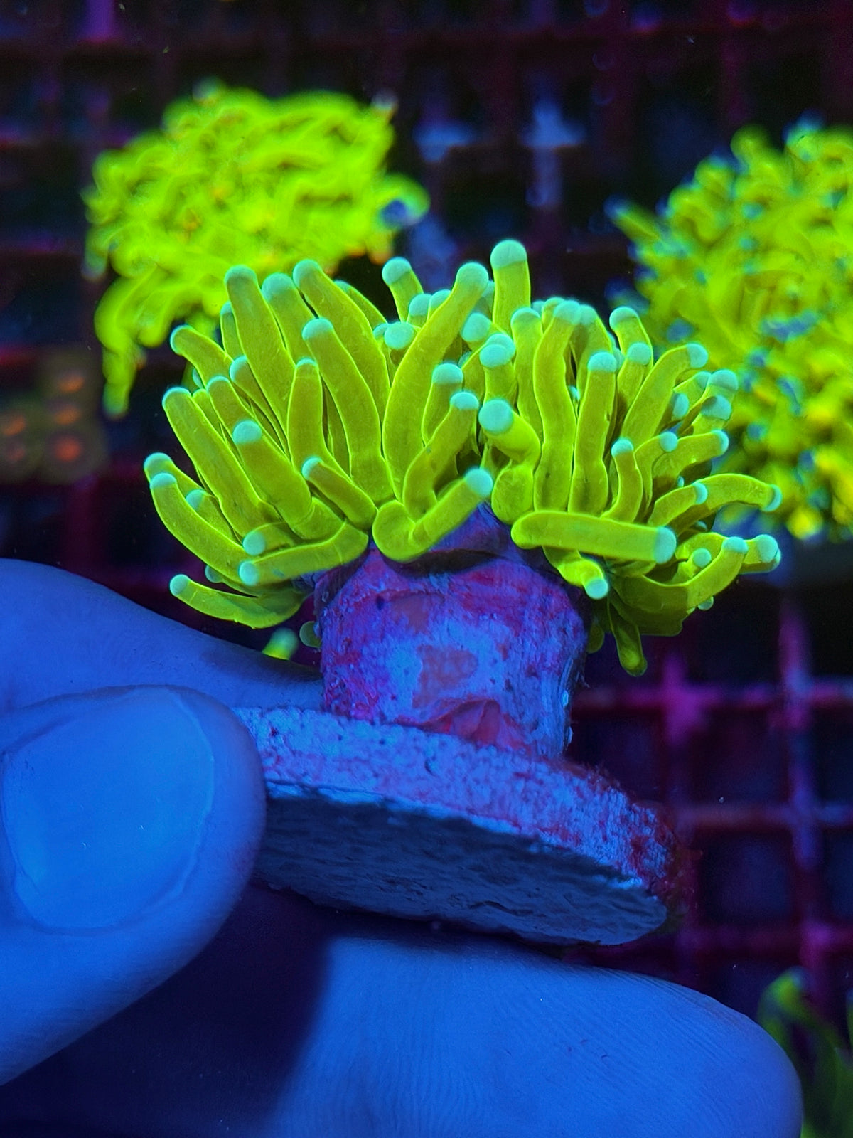 JEA Frostbite Holy Grail Torch Coral 1 Heads XL 10/21