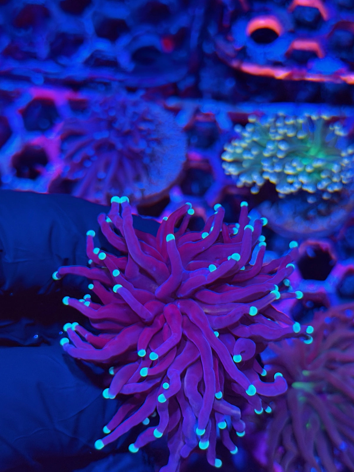 JEA Mr Freeze Torch Coral 1 XL Head Splitting 9/21