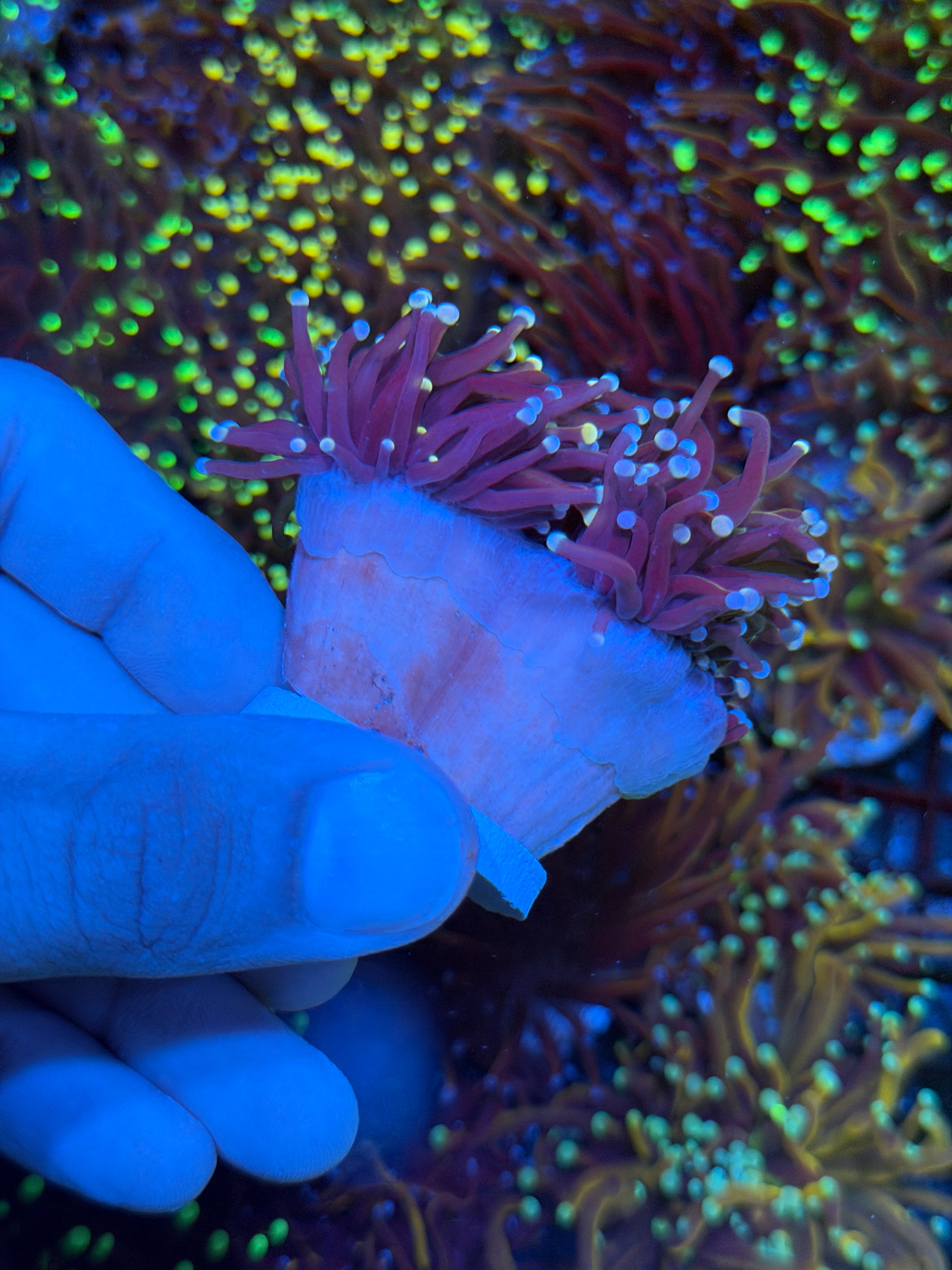 JEA Purple Rain Torch Coral 2 Heads Splitting XXL 9/6