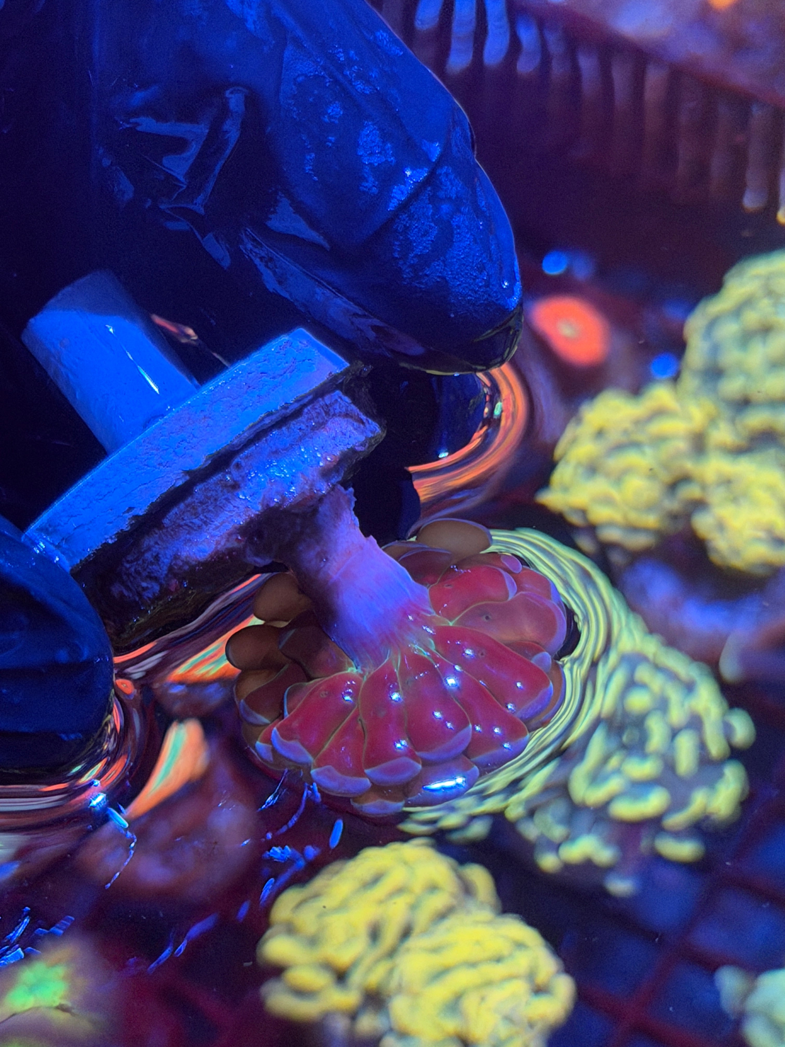 JEA Yellow Holo Hammer Coral 1 Head