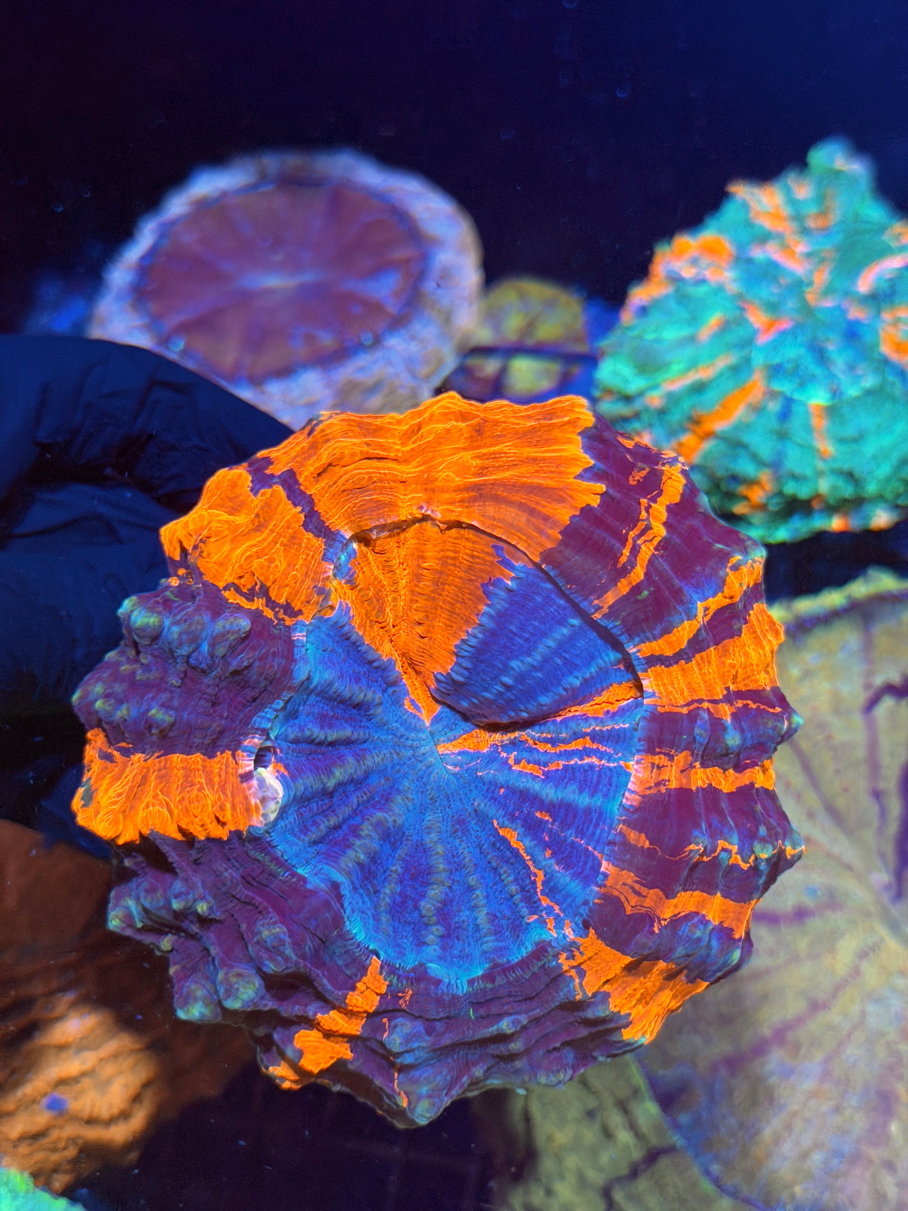 Insane Striped Acanthophyllia Meat Coral XL 8/28