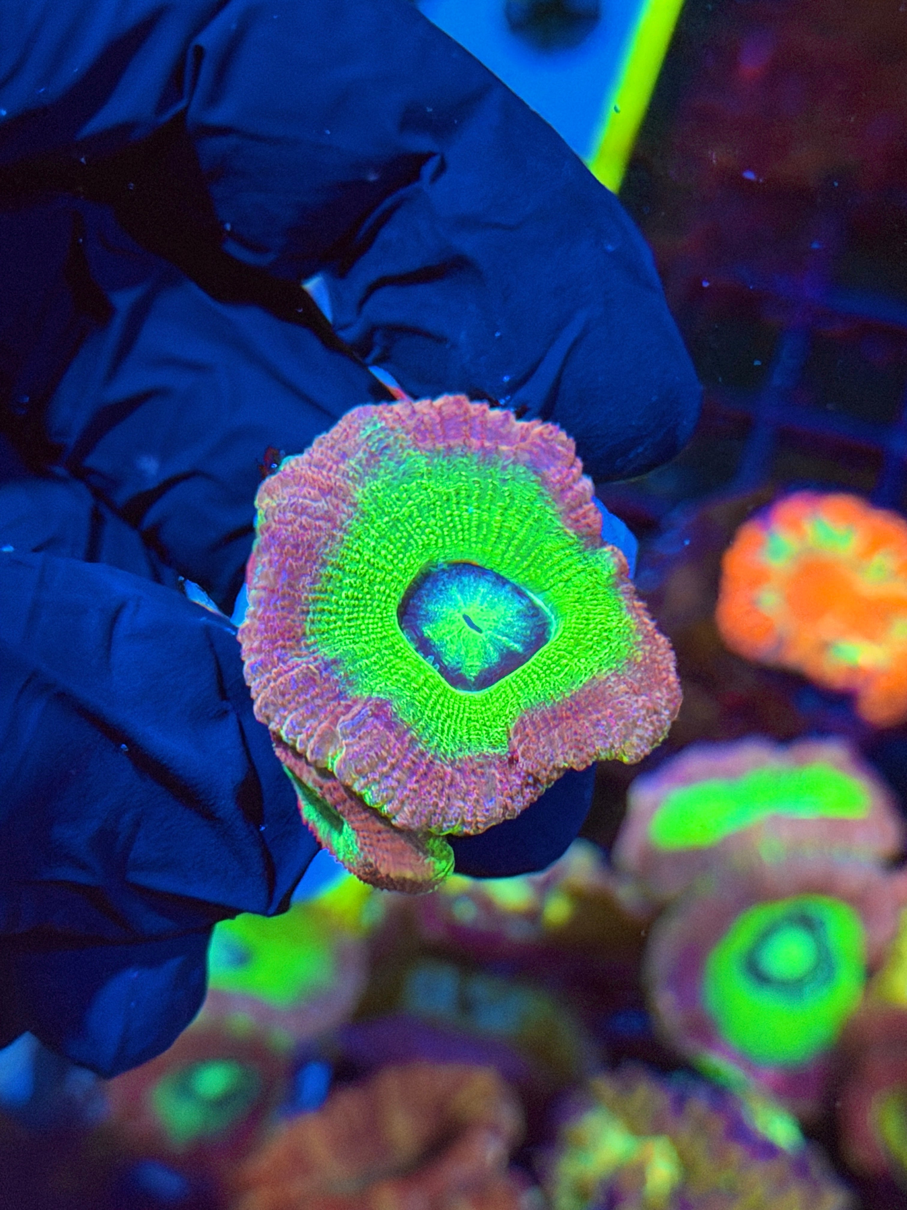 JEA Sugar Baby Asian Acans Coral 3 XL Heads 4/24