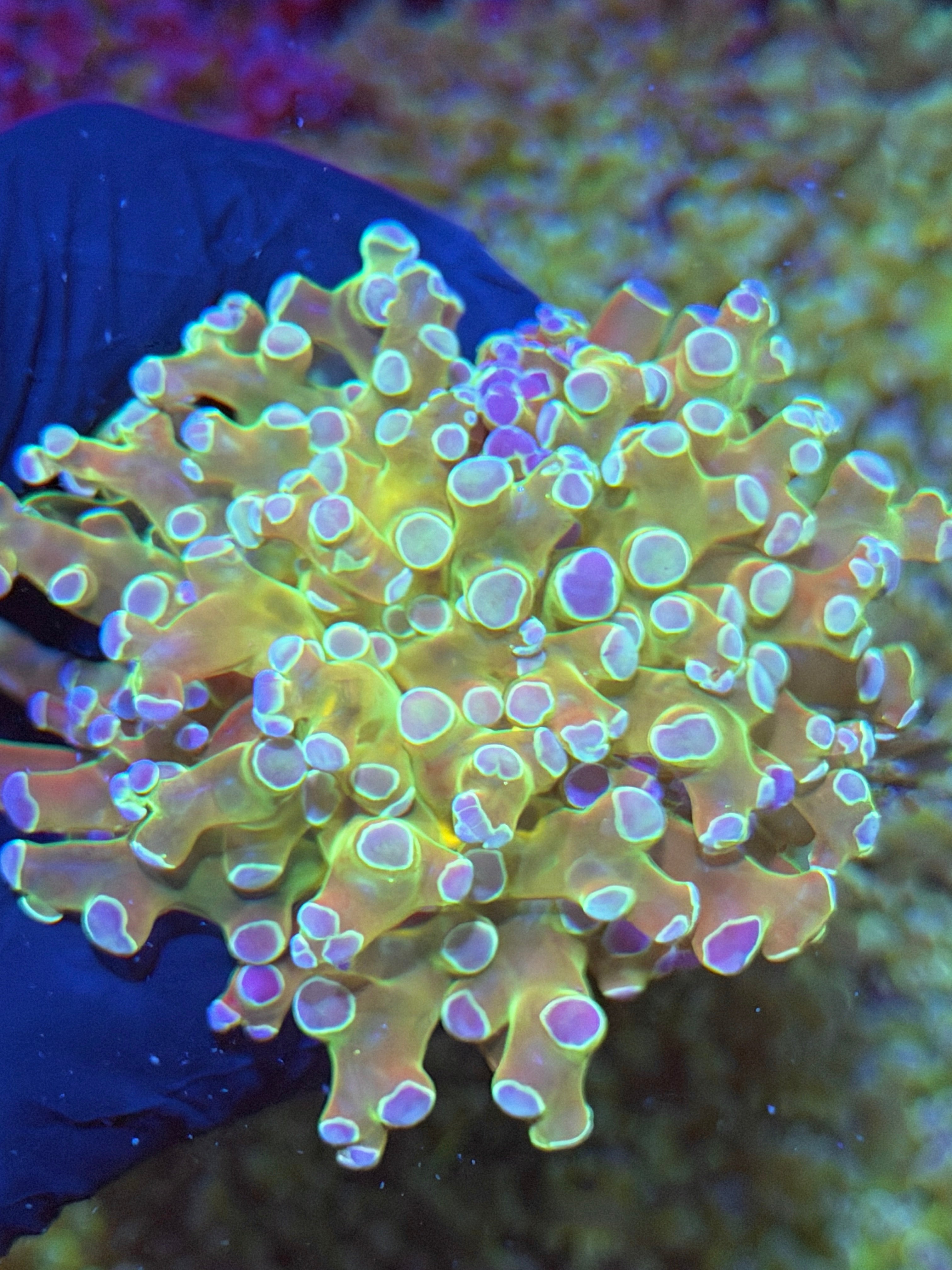 JEA Holy Relic Frogspawn Coral 1 XXL Head 7/15