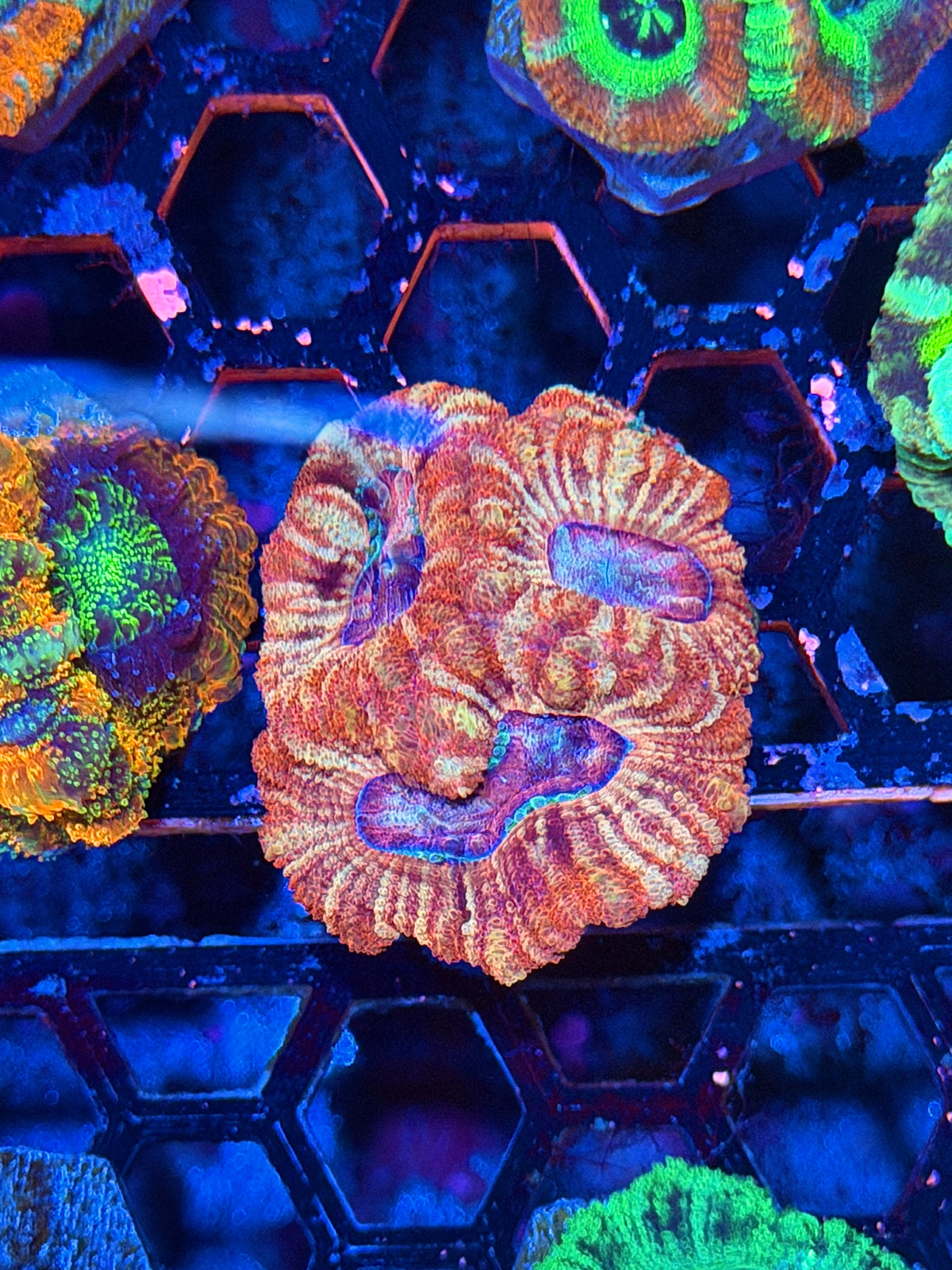 JEA Fruit Stripe Asian Acans 4 Heads