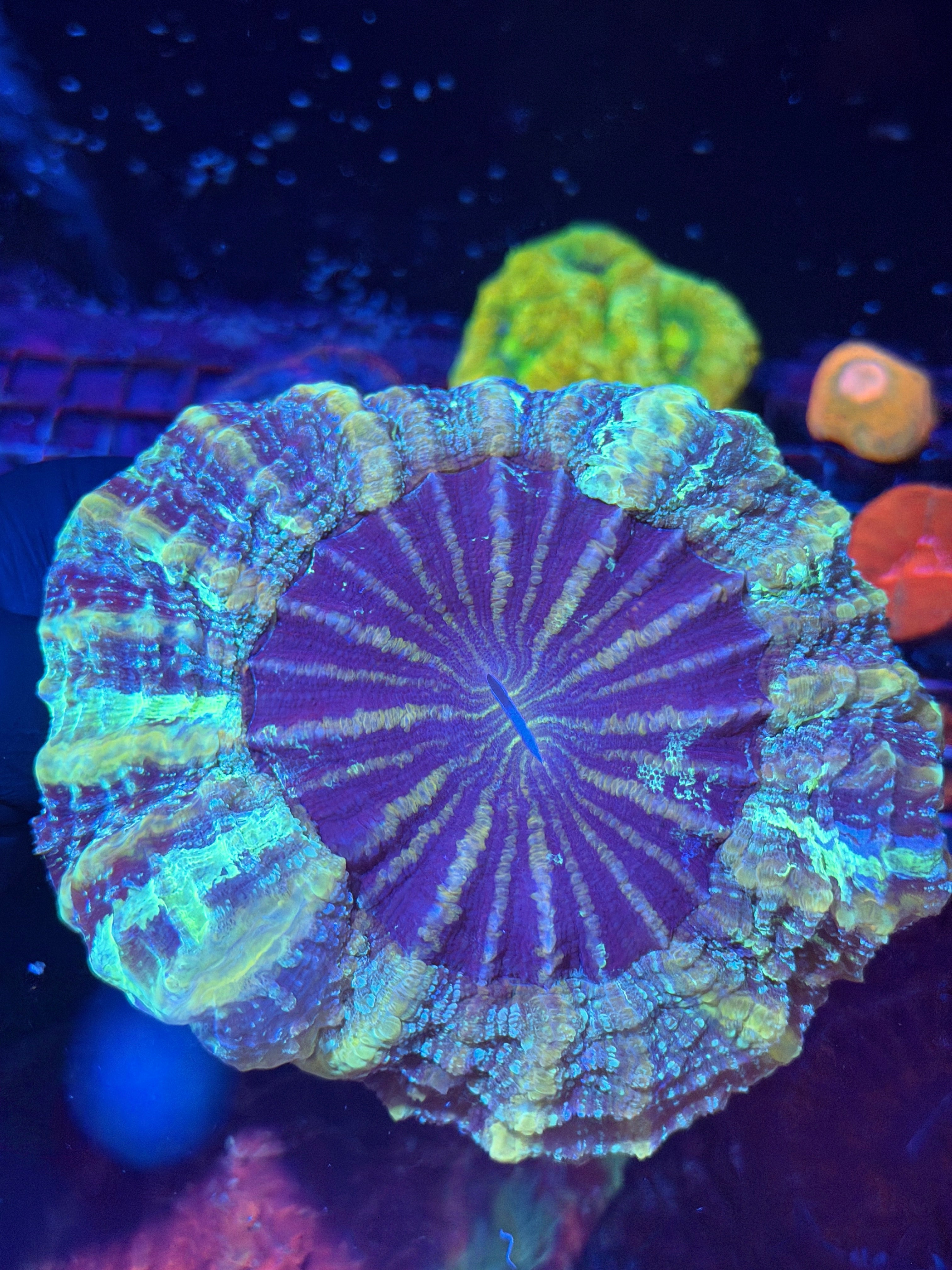 Galaxy Glitter Acanthophyllia Meat Coral XL