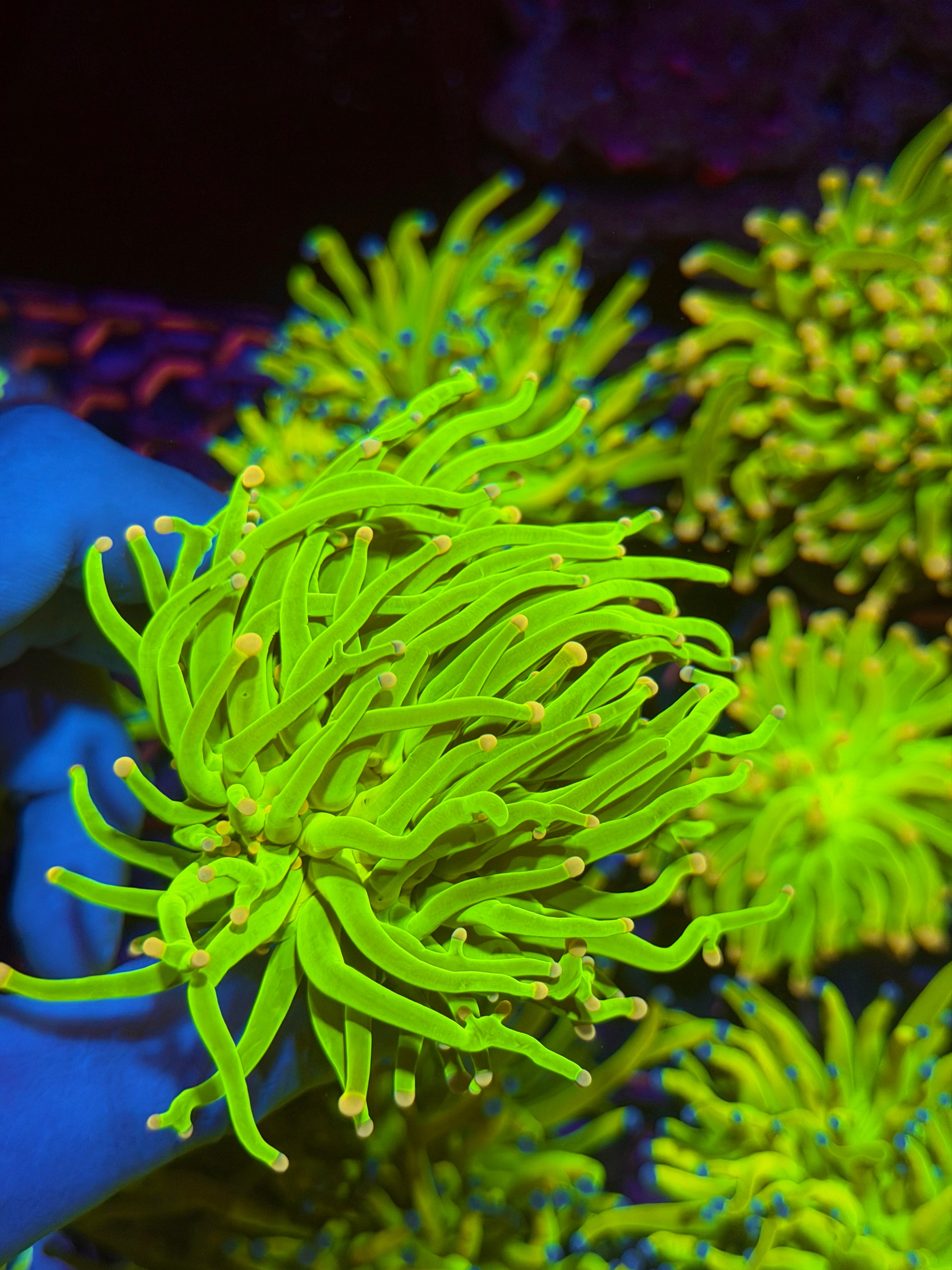 JEA Care Bears Holy Grail Torch 1 XL Head 11/28