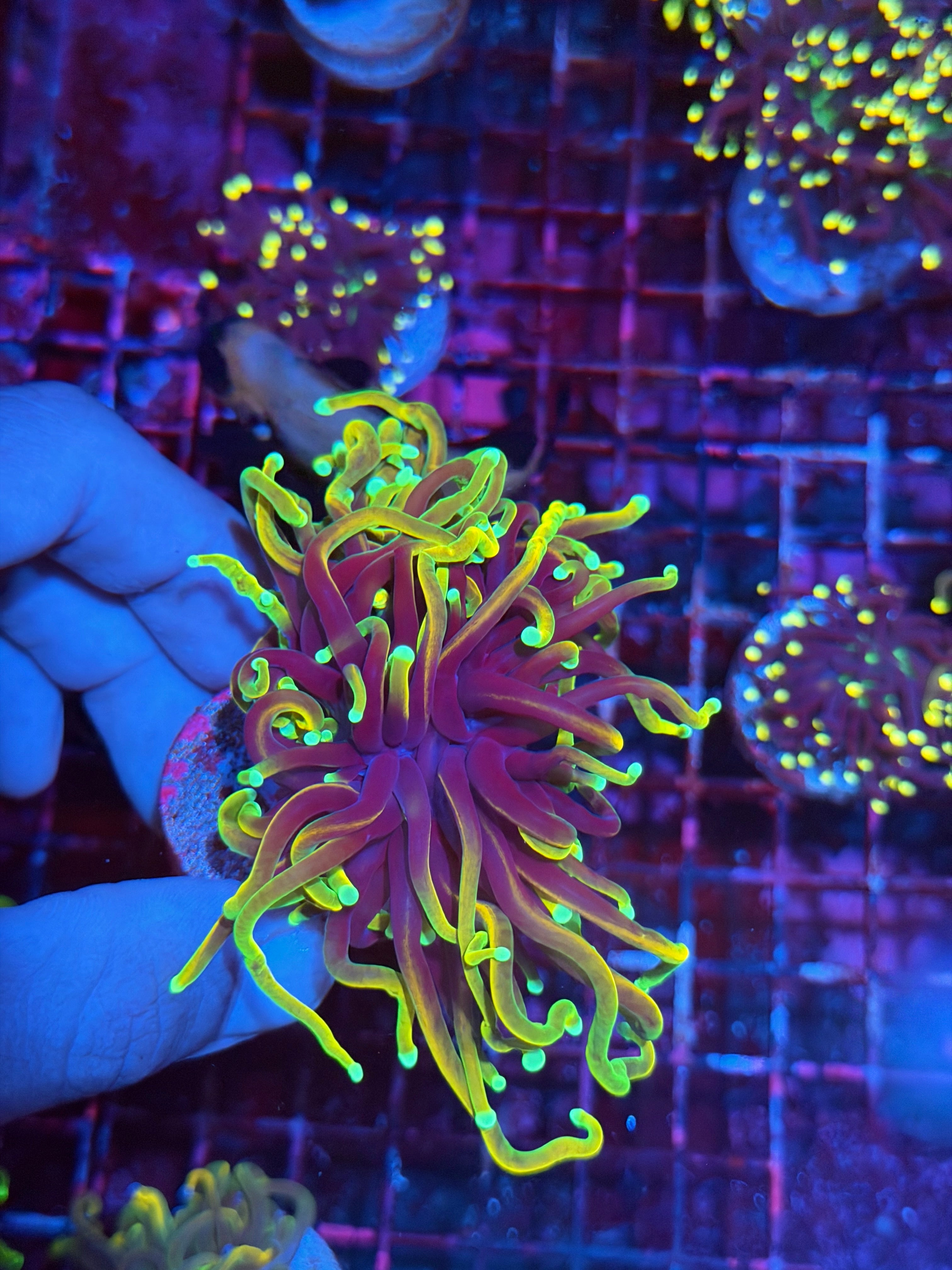 JEA Freezer Burn Torch Coral 1 Heads Splitting XL 7/9