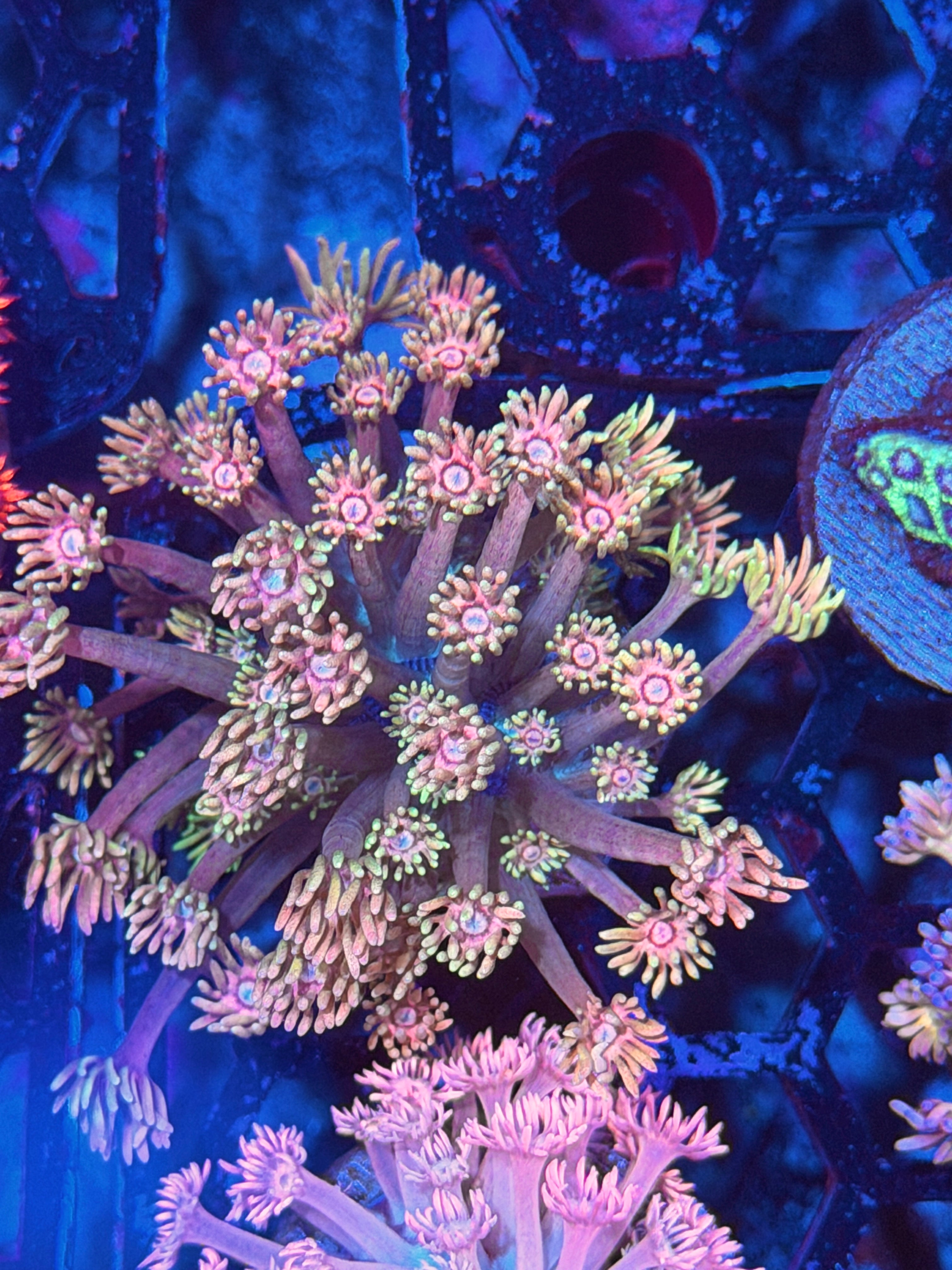 JEA Pink Starburst Goniopora Coral 11/28