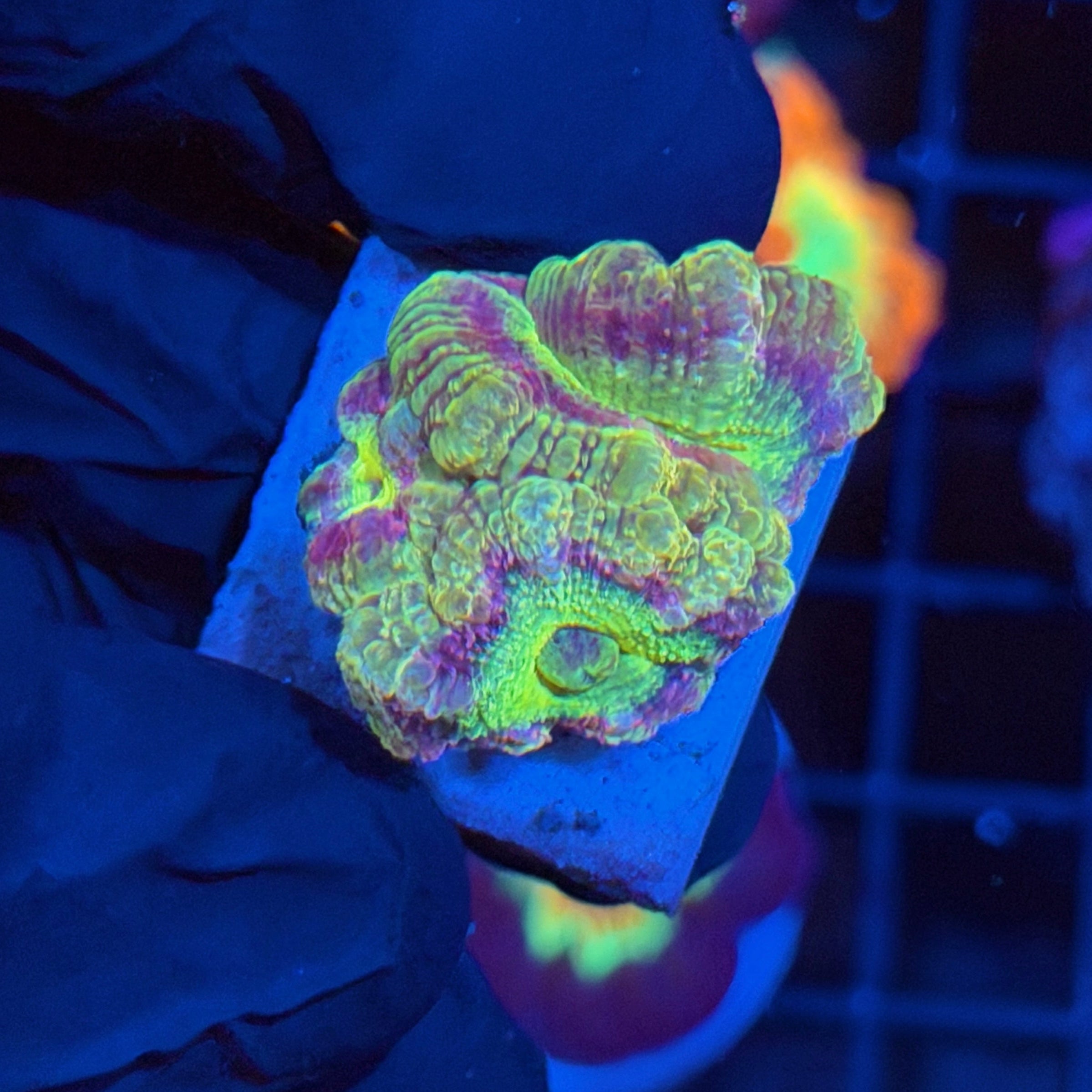 JEA Mardi Gras Asian Acans 3 Heads *New Release* 4/24