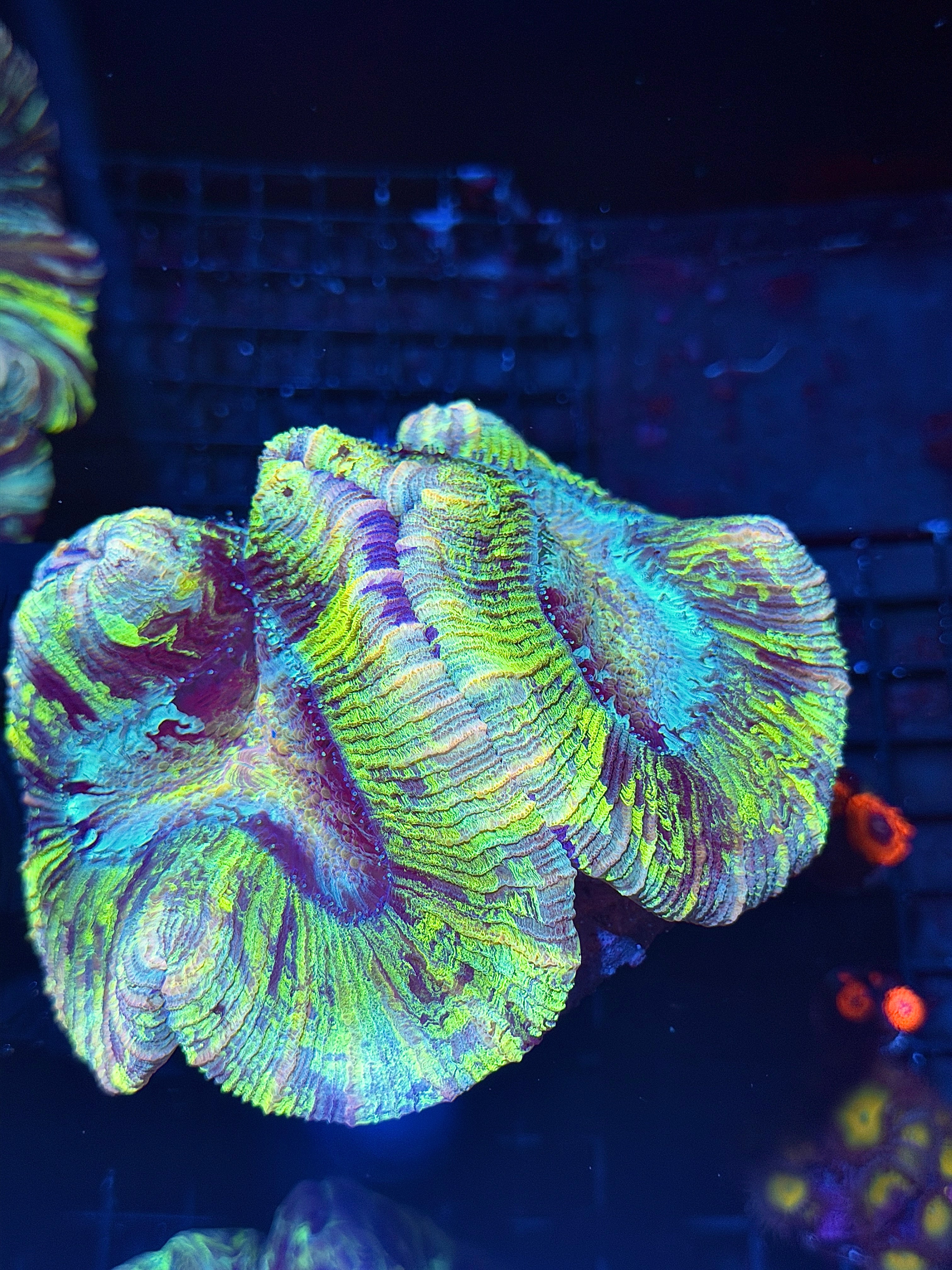 Tie Dye Rainbow Trachyphyllia Meat Coral XXXL Show Piece 8/1