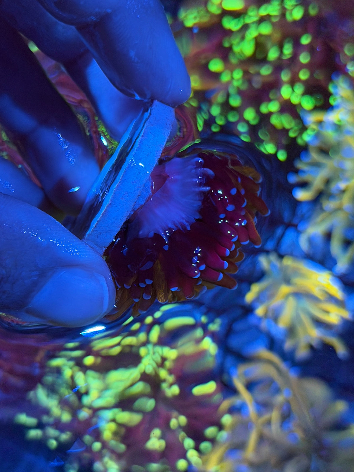 JEA Fat Stalk Grafted Orange Tiger Torch Coral 1 XL Head BRIGHT 9/21