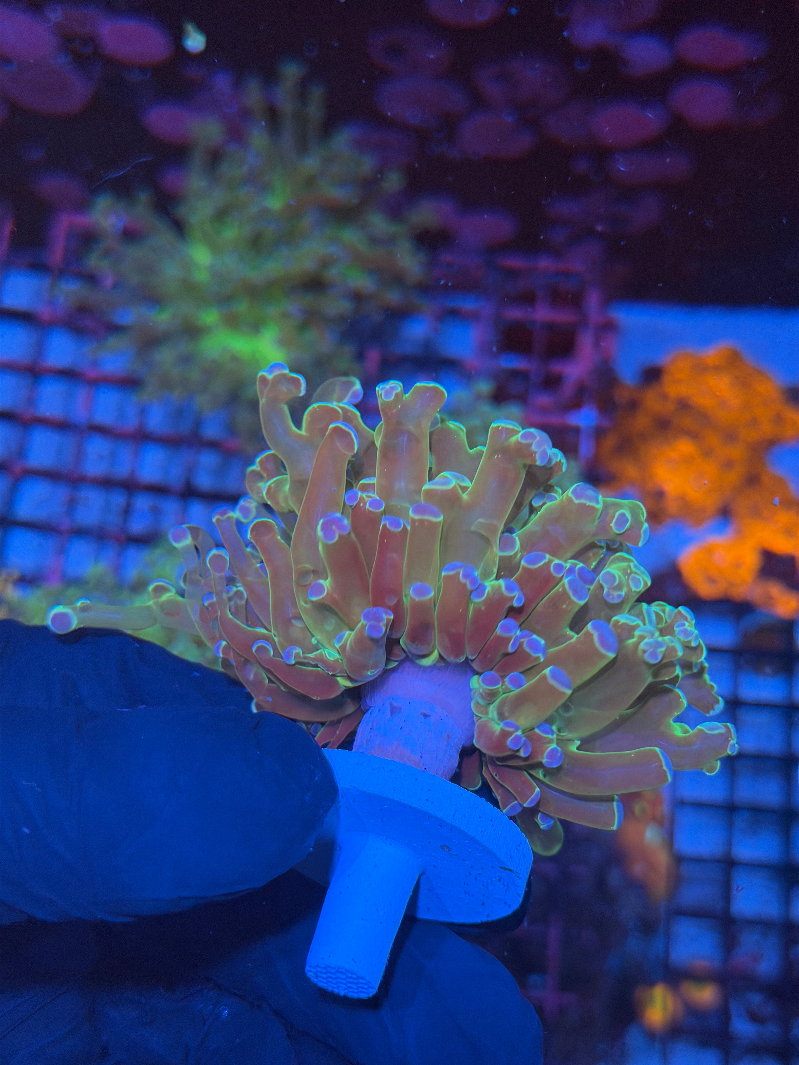 JEA Holy Relic Frogspawn Coral 1 XL Head Splitting 7/31