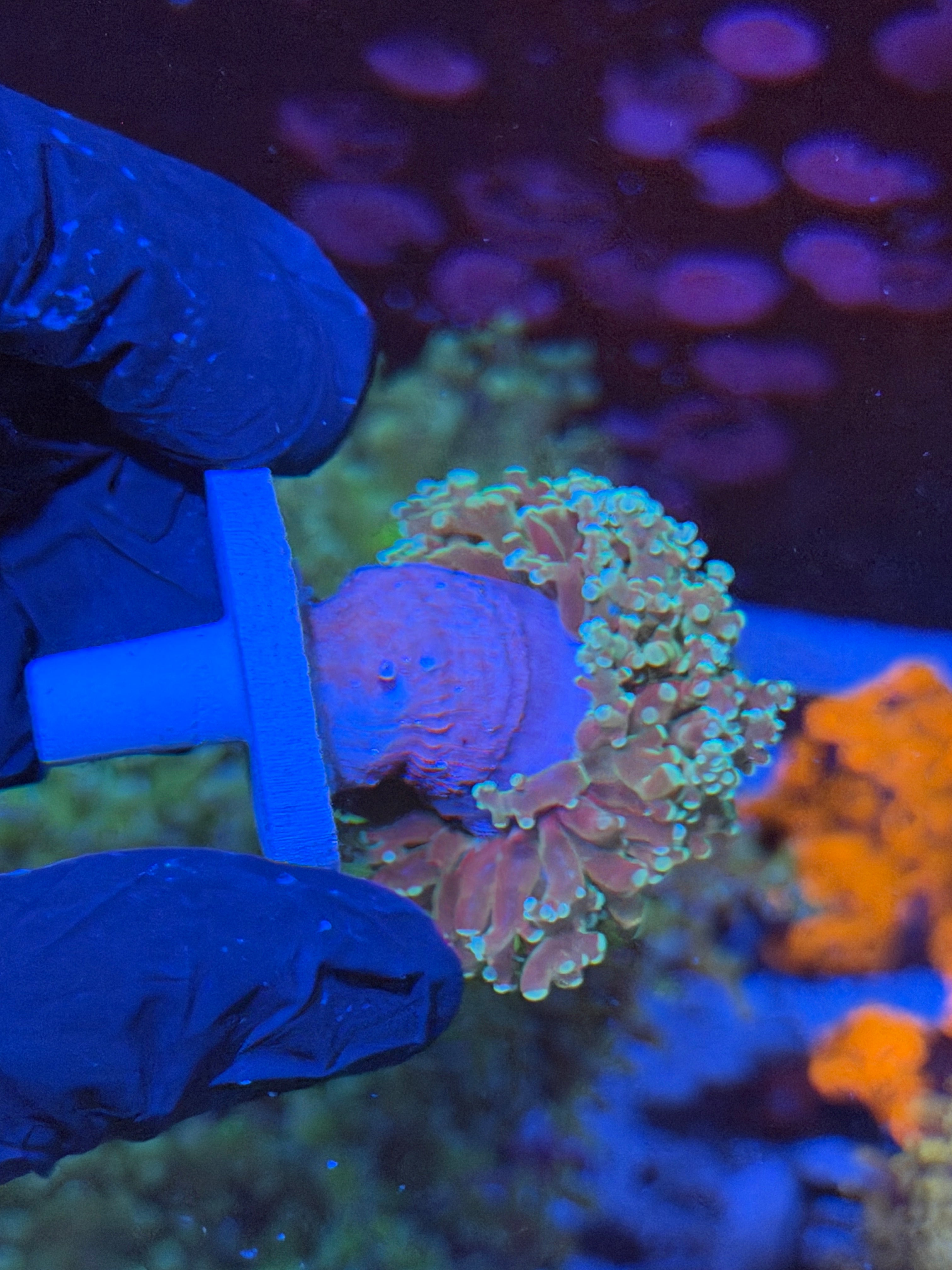 JEA Sour Apple Frogspawn Coral 1 Heads XL 7/14