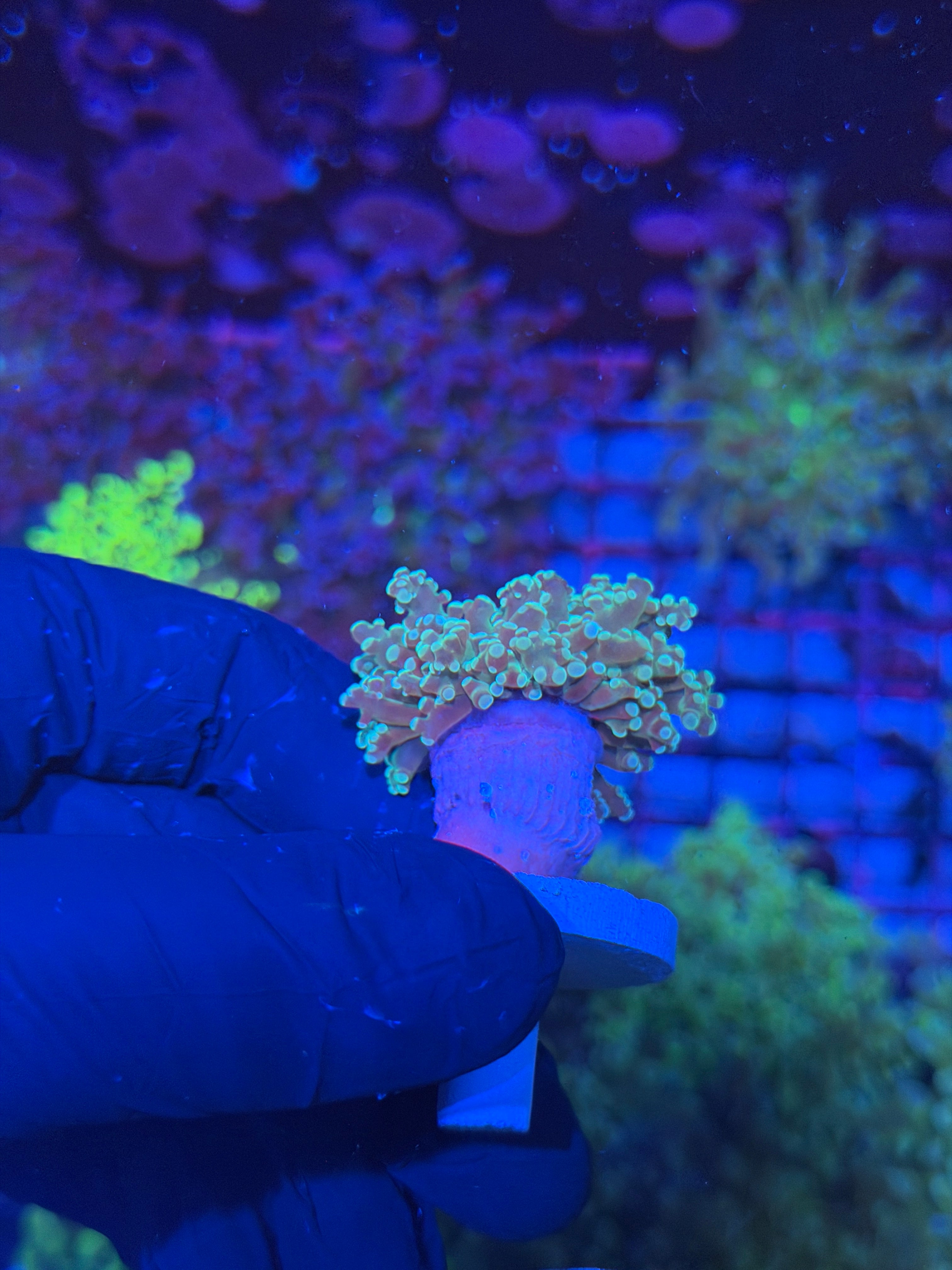 JEA Sour Apple Frogspawn Coral 1 XL Head 7/21