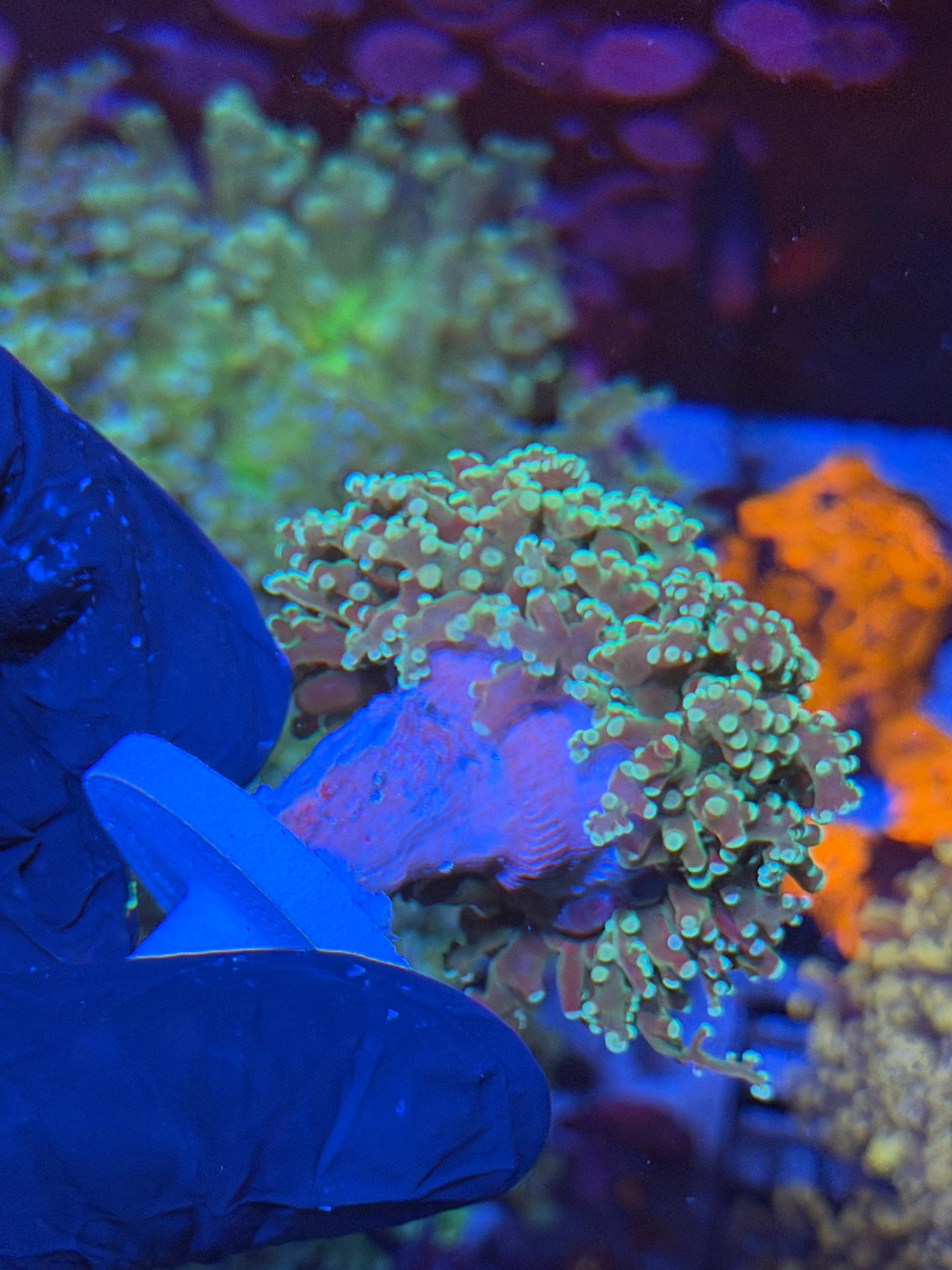 JEA Sour Apple Frogspawn Coral 2 Heads Splitting XL 7/15