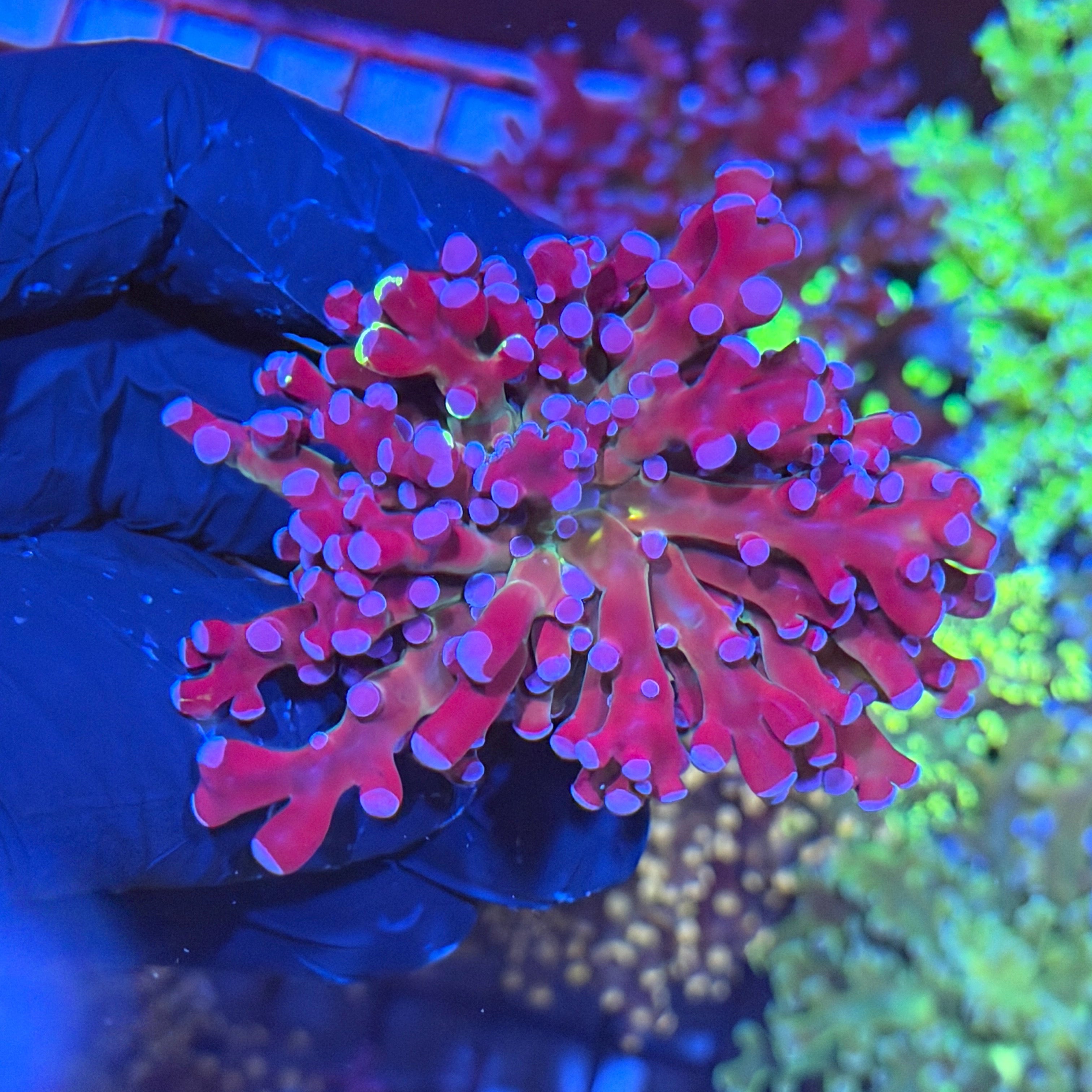JEA Mardi Gras Frogspawn 1 XXL Head Splitting 6/3