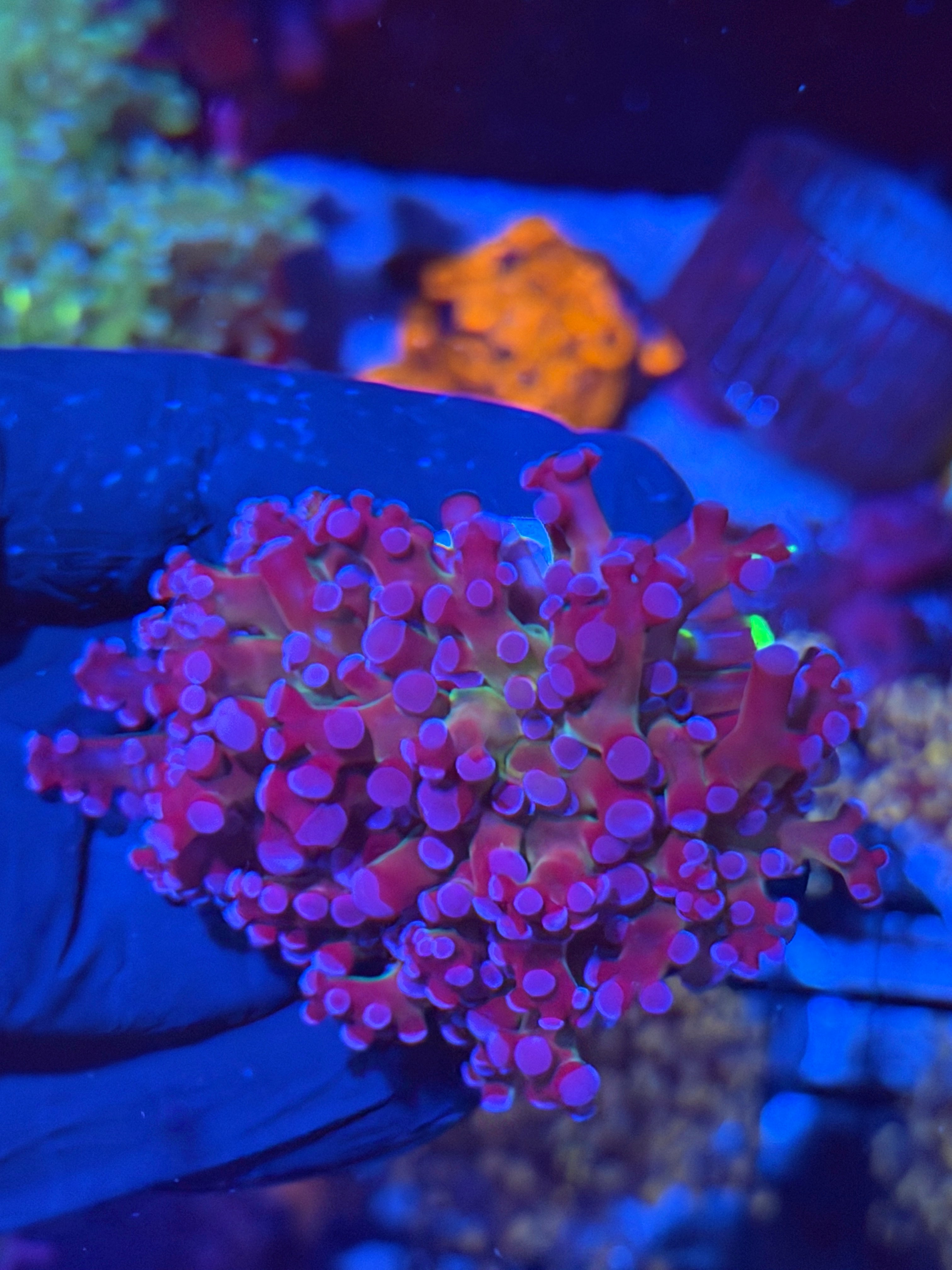 JEA Mardi Gras Grafted Frogspawn Coral 1 XL Head 7/14