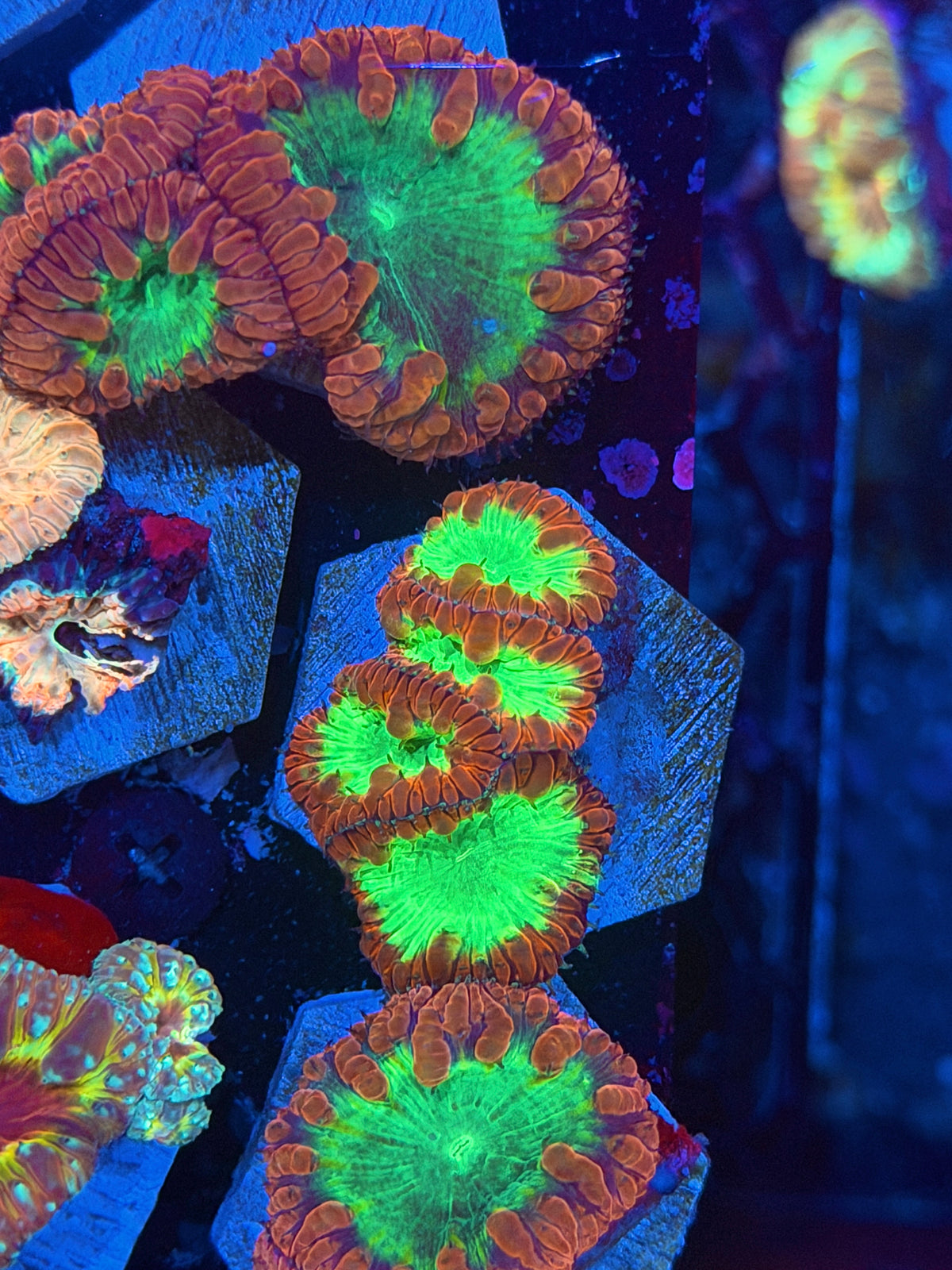 JEA Solar Beam Blastomussa Coral Mini Colony 4 Heads 9/28