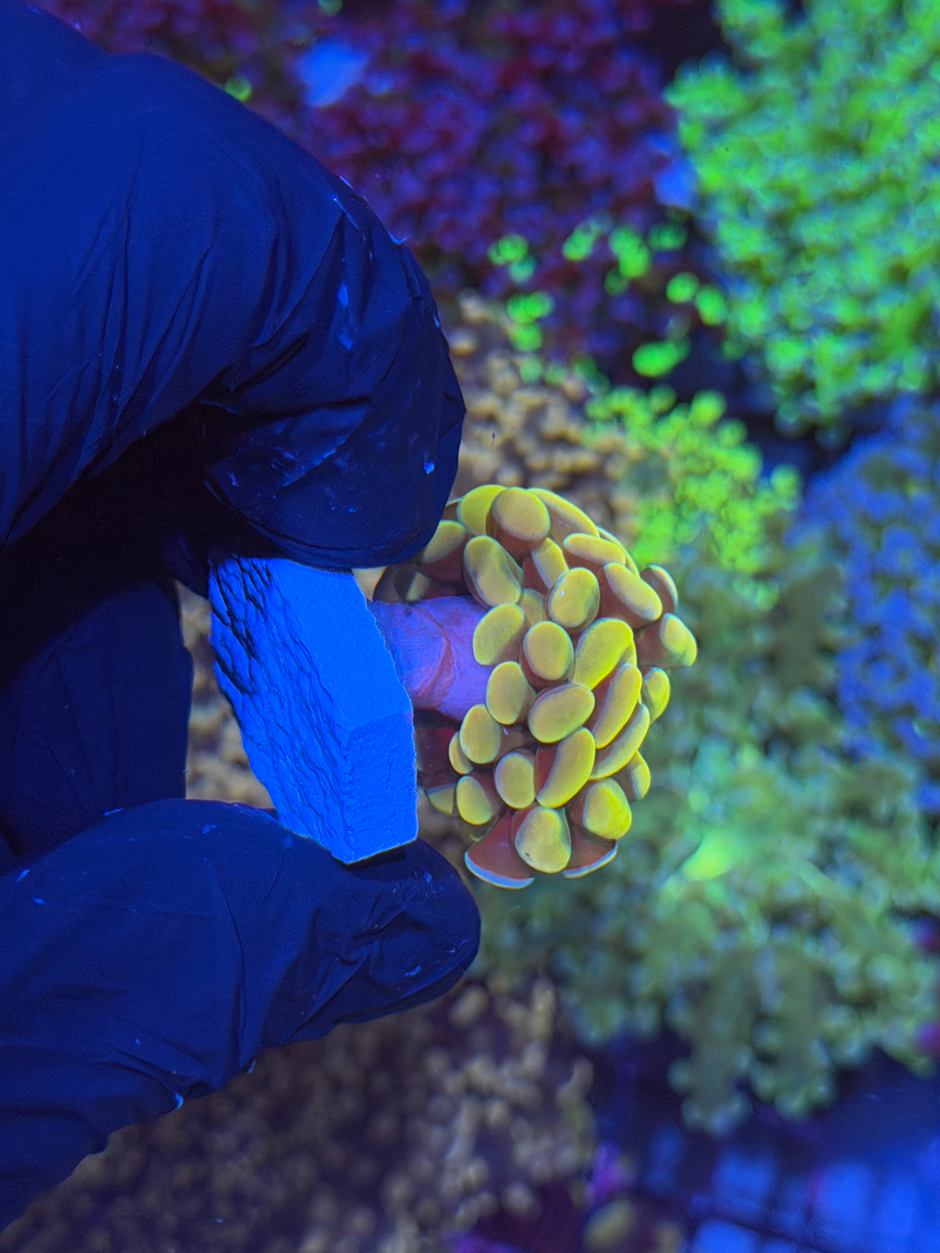 JEA Jelly Bean Hammer Coral 6/3