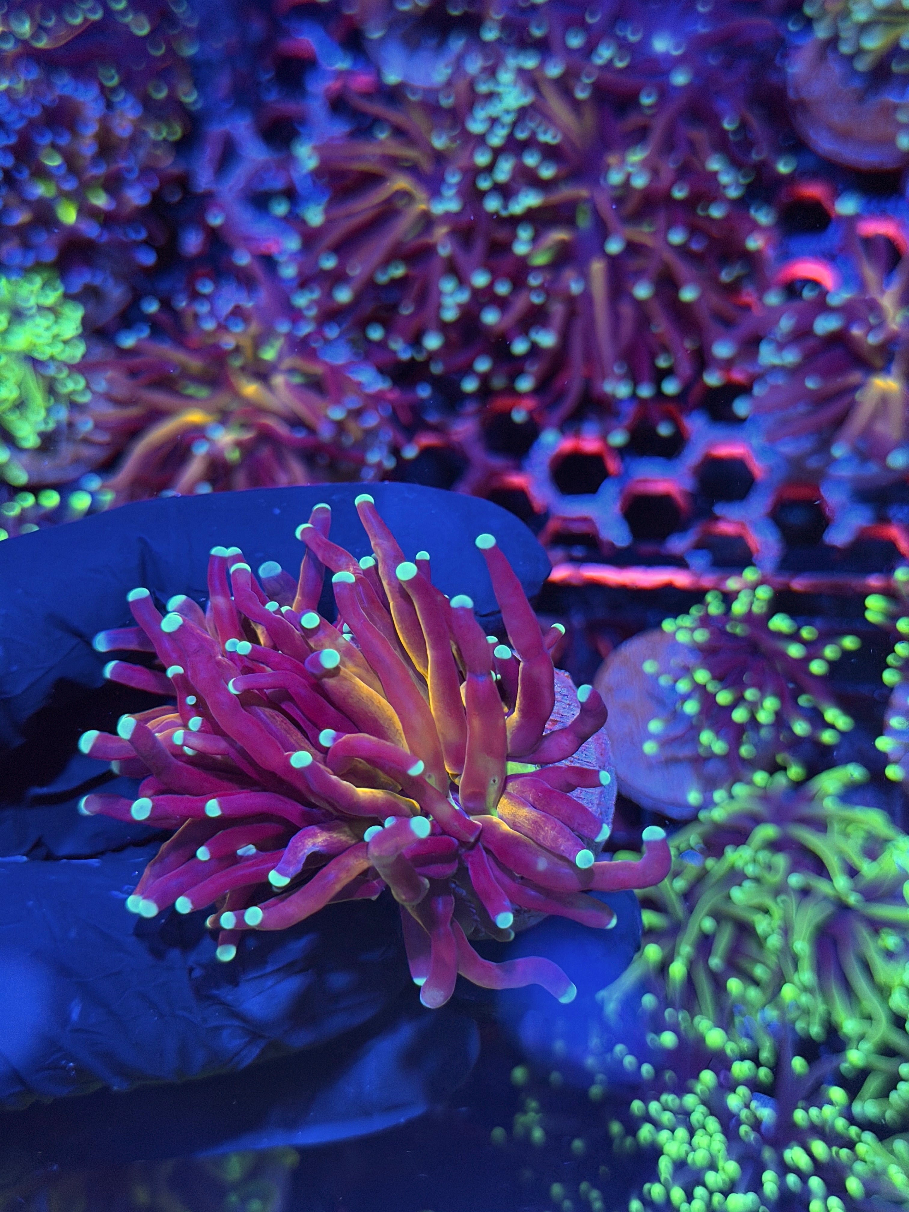 JEA Tiger 2.0 Torch Coral 2 Heads XL