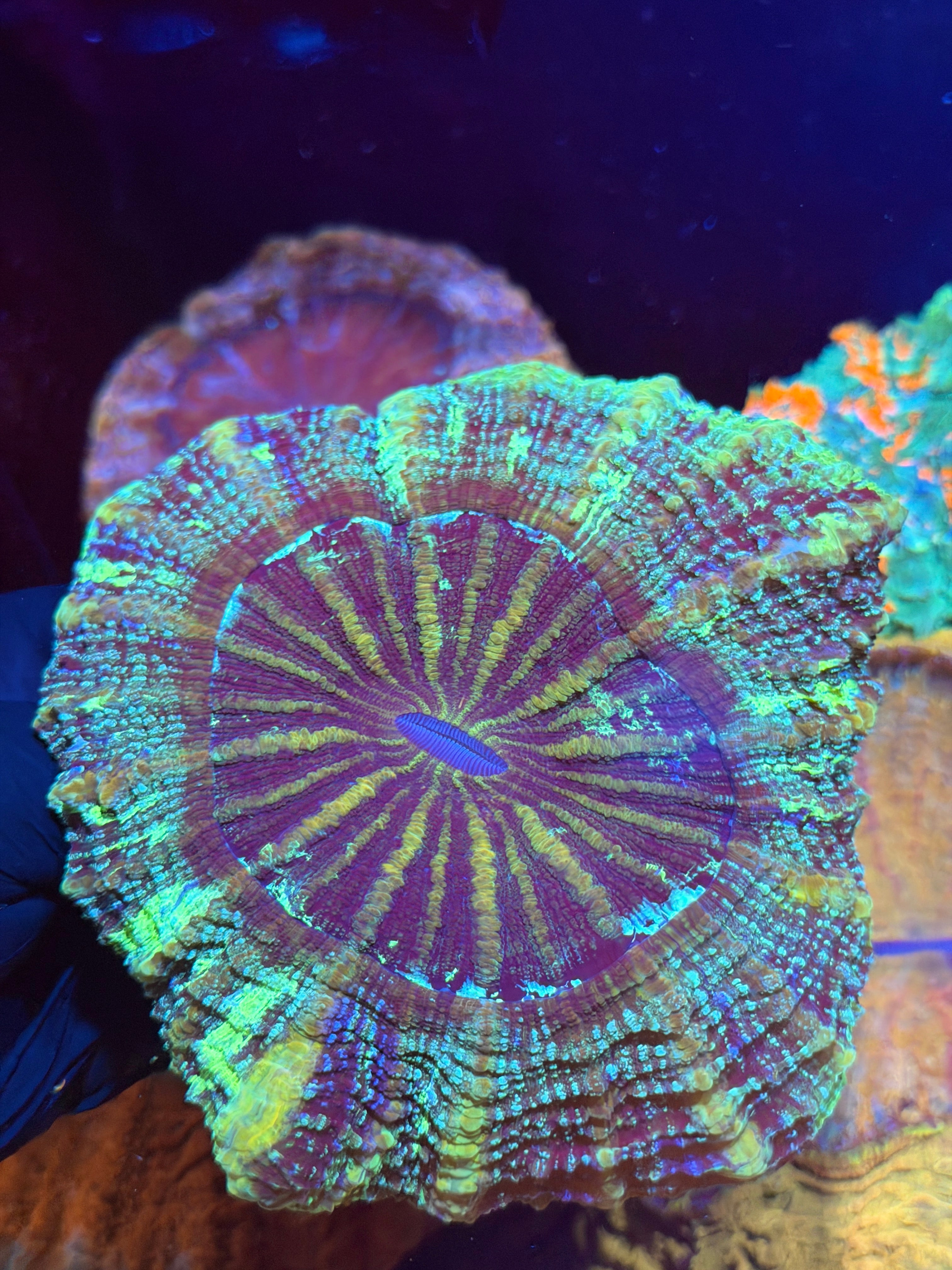 Galaxy Glitter Acanthophyllia Meat Coral XL Show Piece 8/24