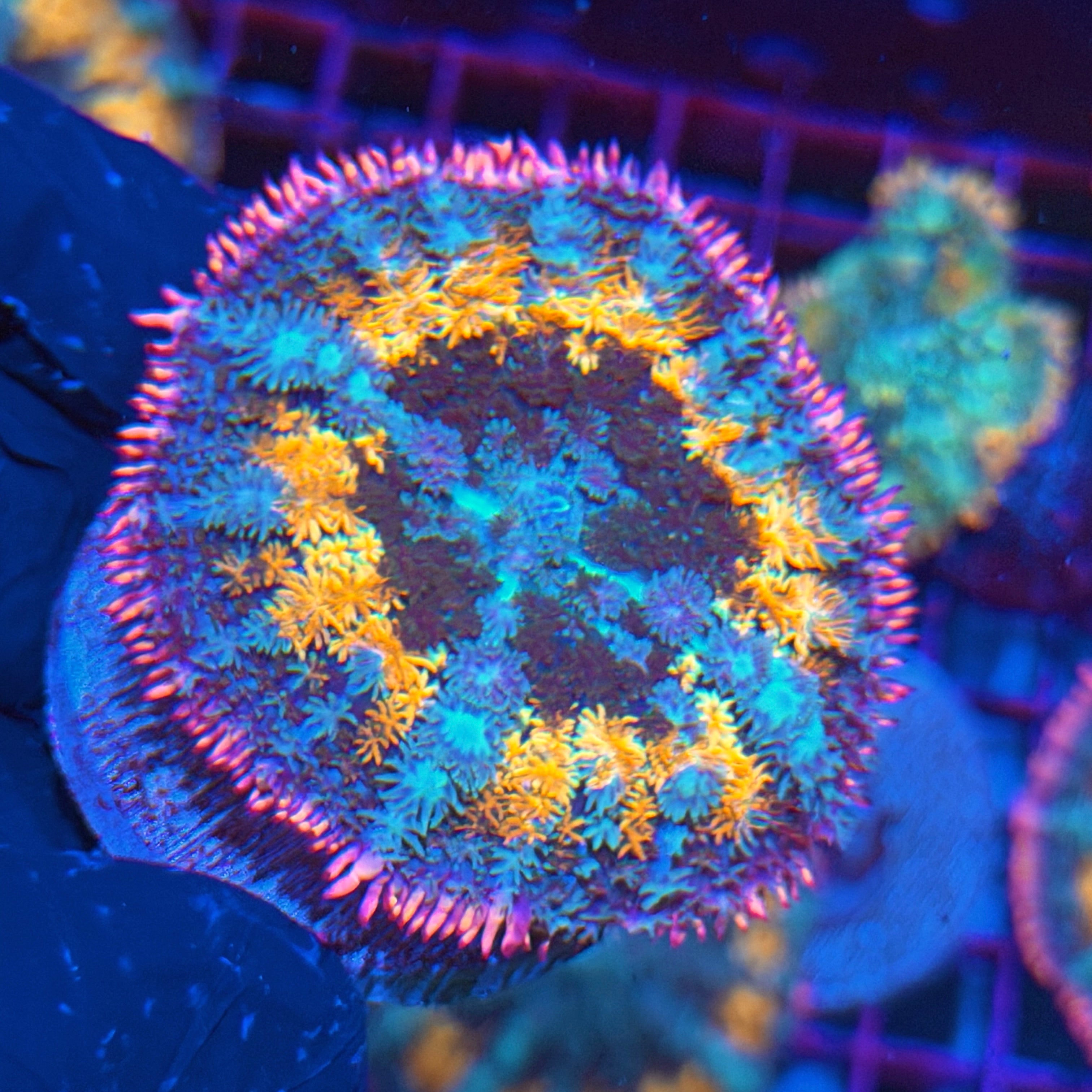 JEA Spellcaster Bounce Mushroom coral XXL 6/4