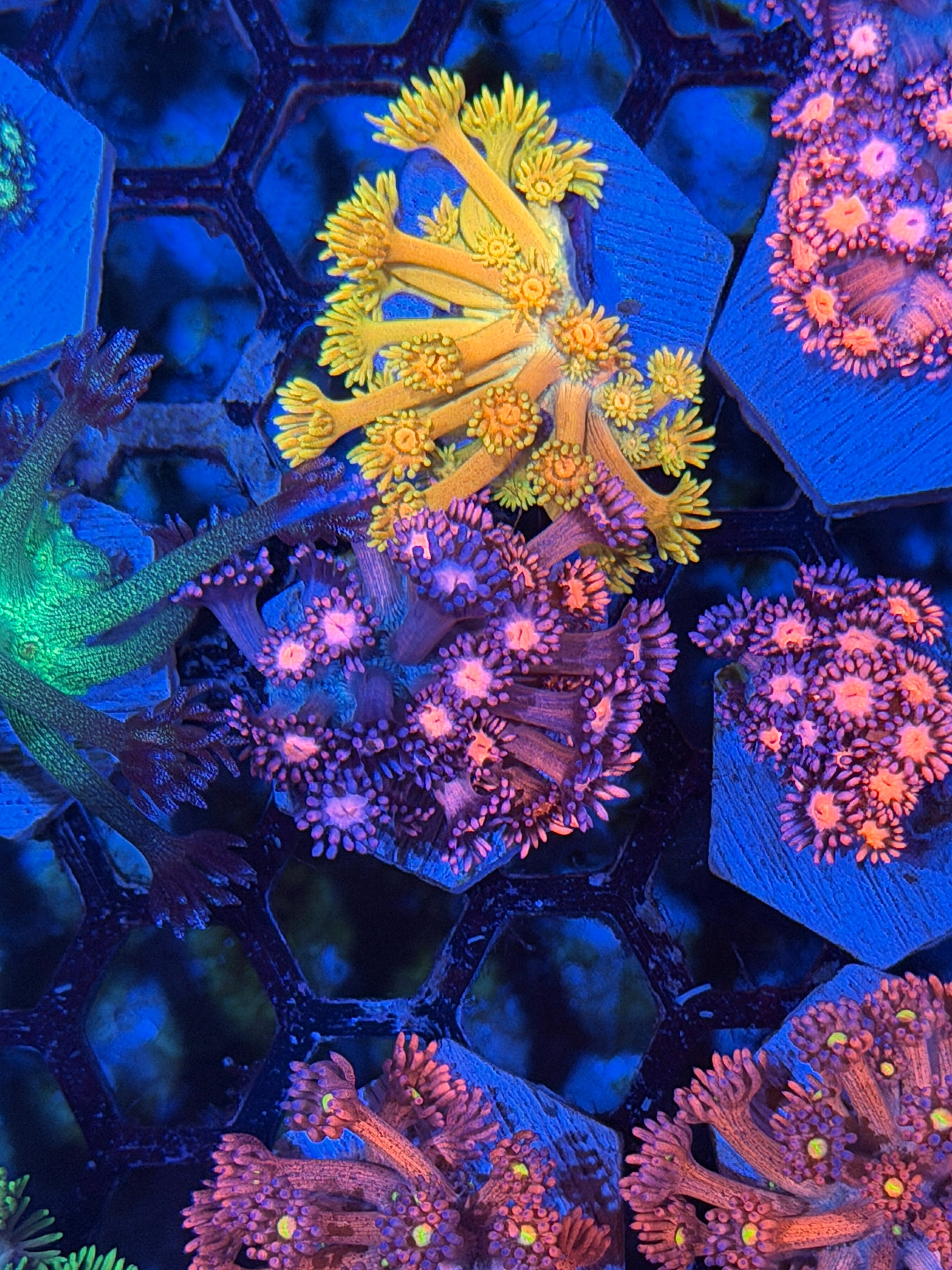 JEA Dynamite Goniopora Coral *New Release*