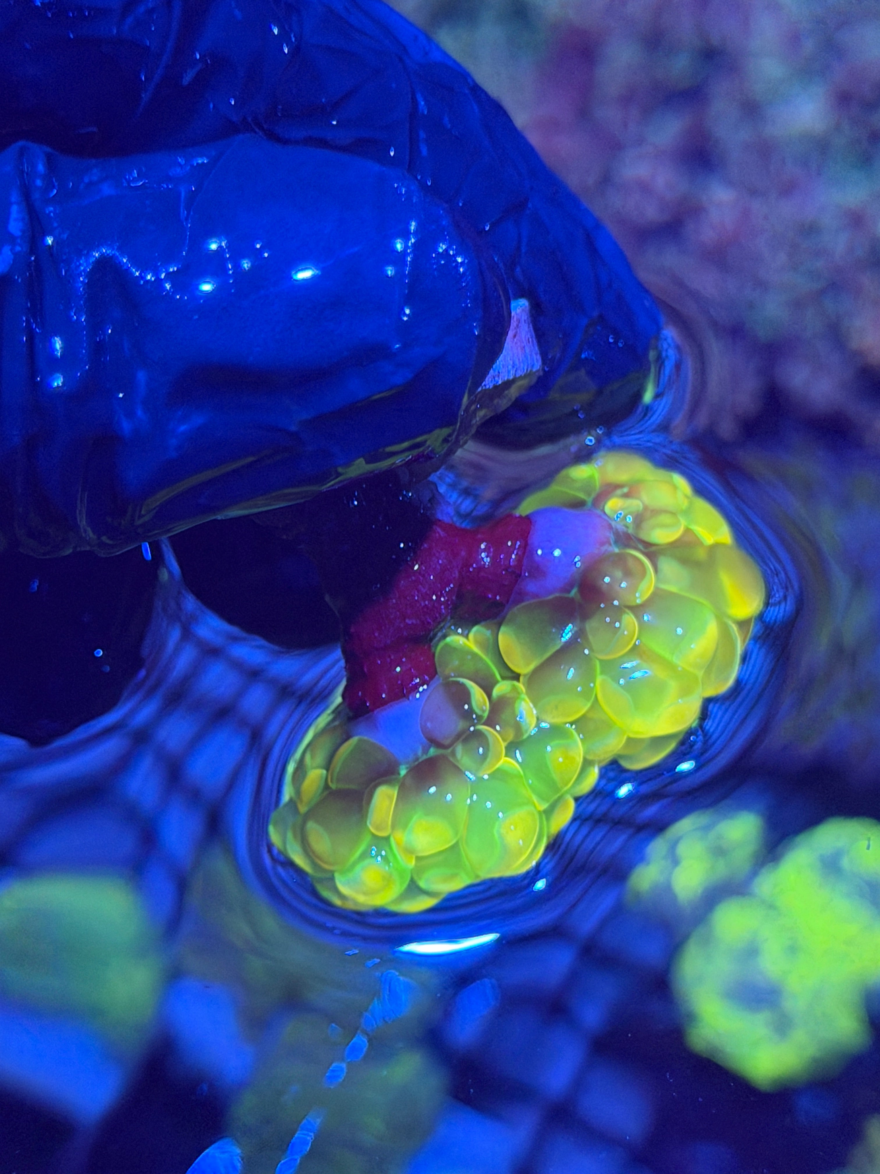 JEA Holy Grail Hammer Coral 2 Heads XL Insanely Bright 12/1