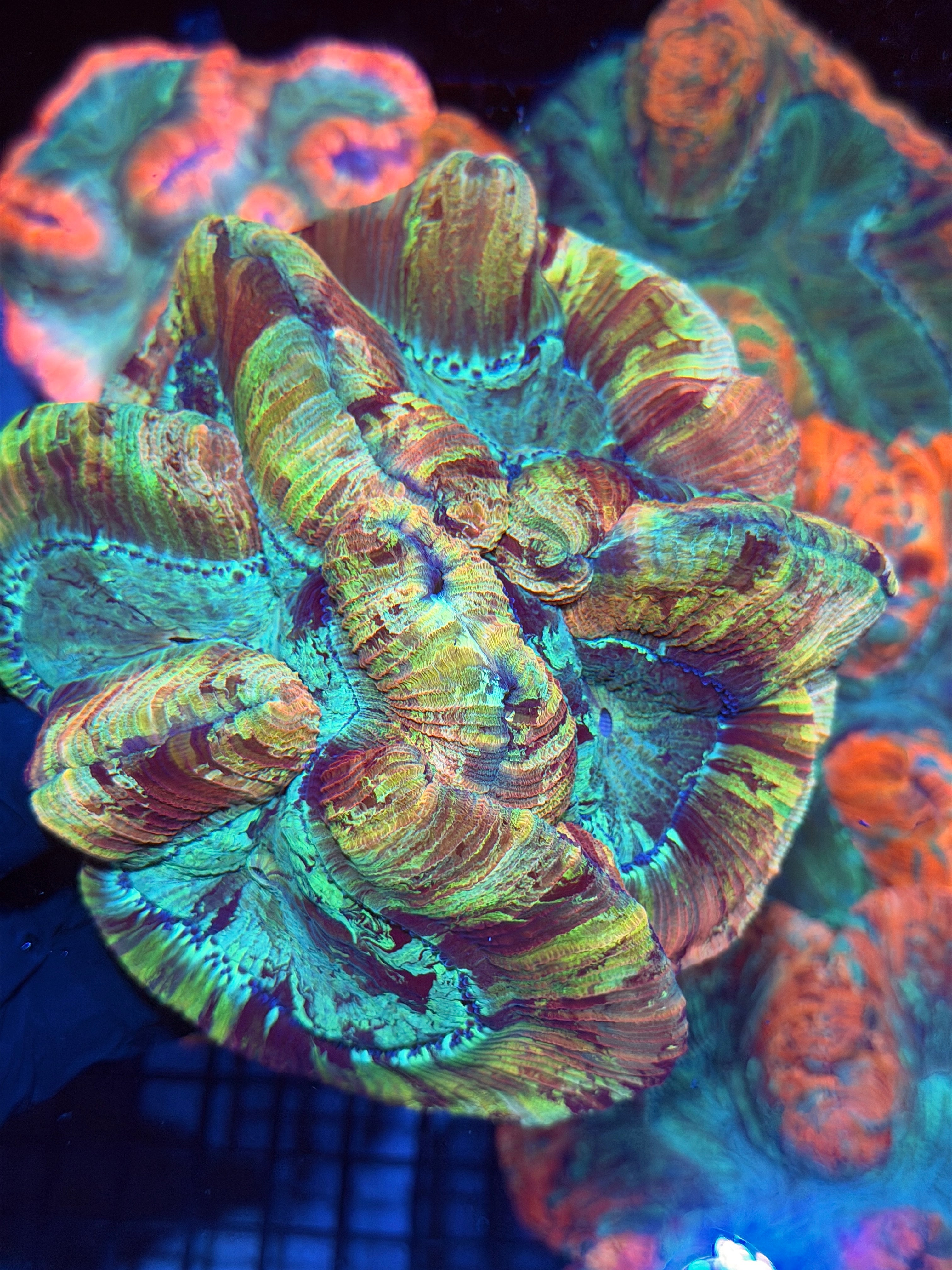 Rainbow Indo Trachyphyllia Meat Coral XXL Show Piece 12/1