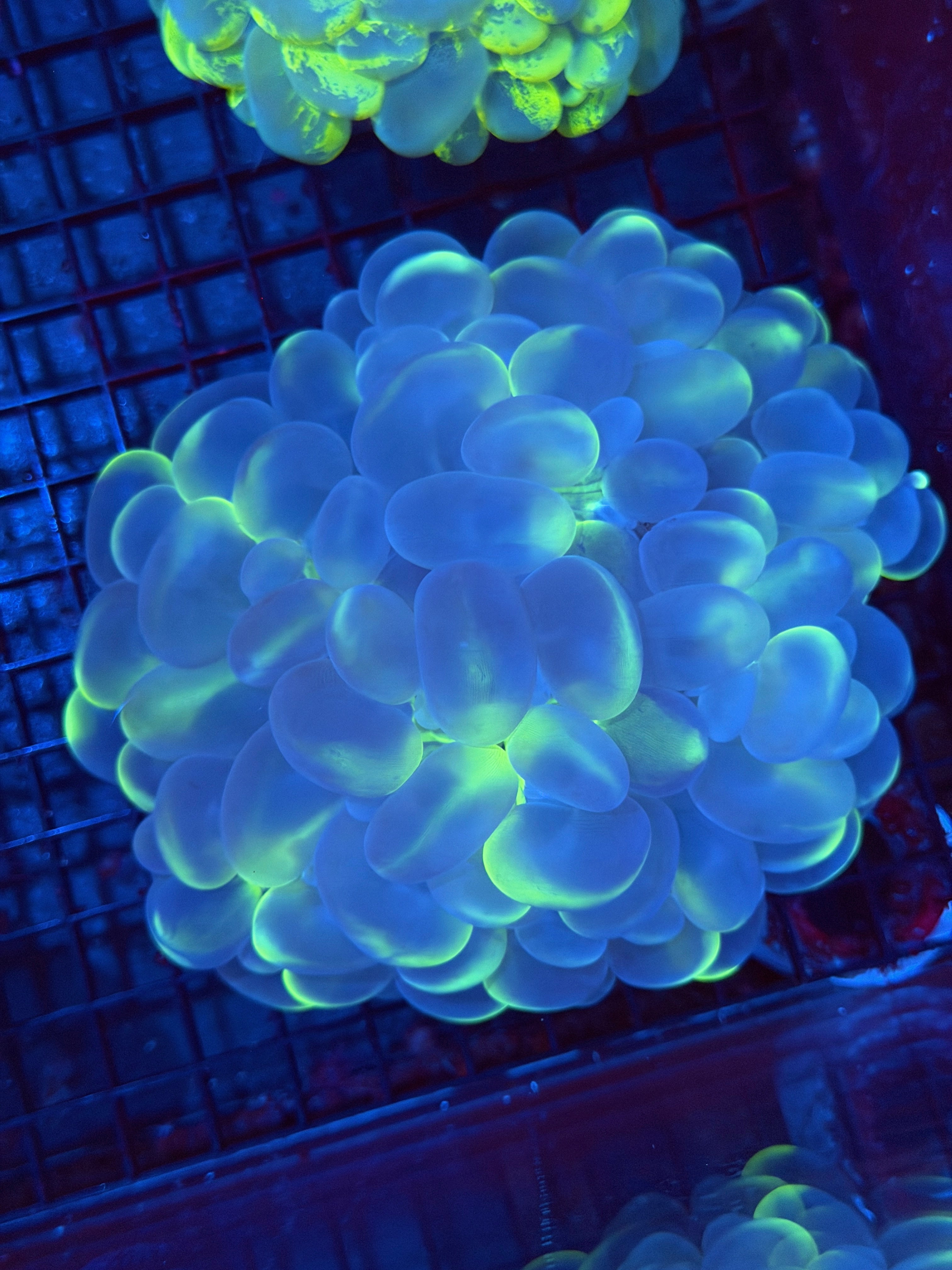 Bubble Coral XXL Show Sized 2/24