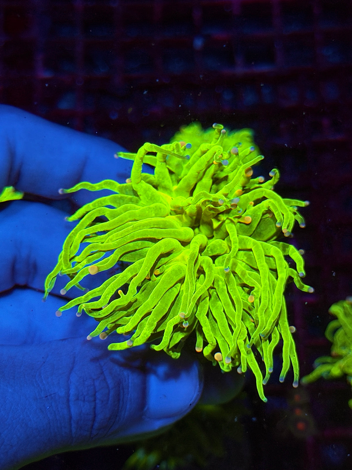 JEA Jelly Bean Holy Grail Torch Coral 1 Head 10/24