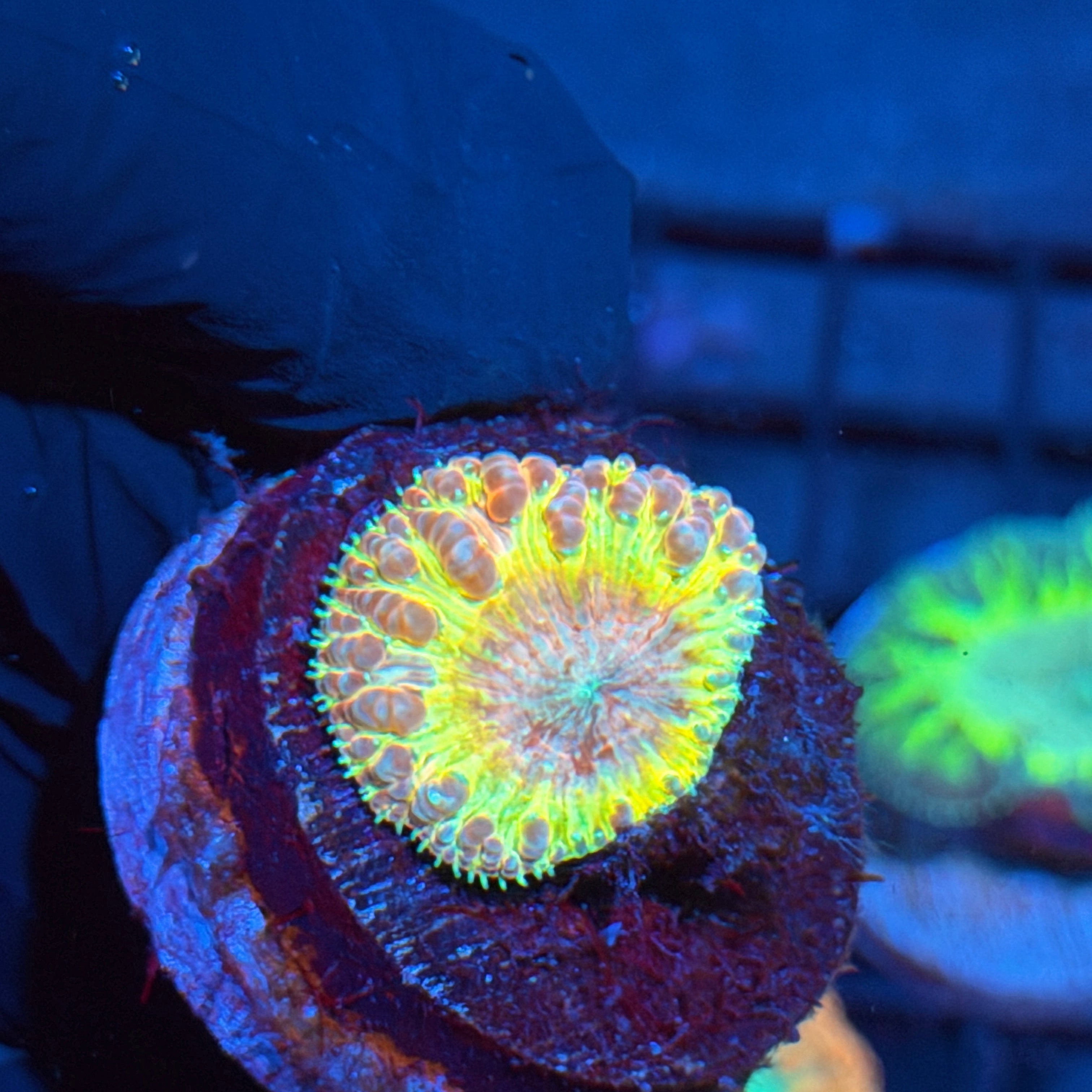 JEA Ironman Blastomussa Coral 1 Head 6/4