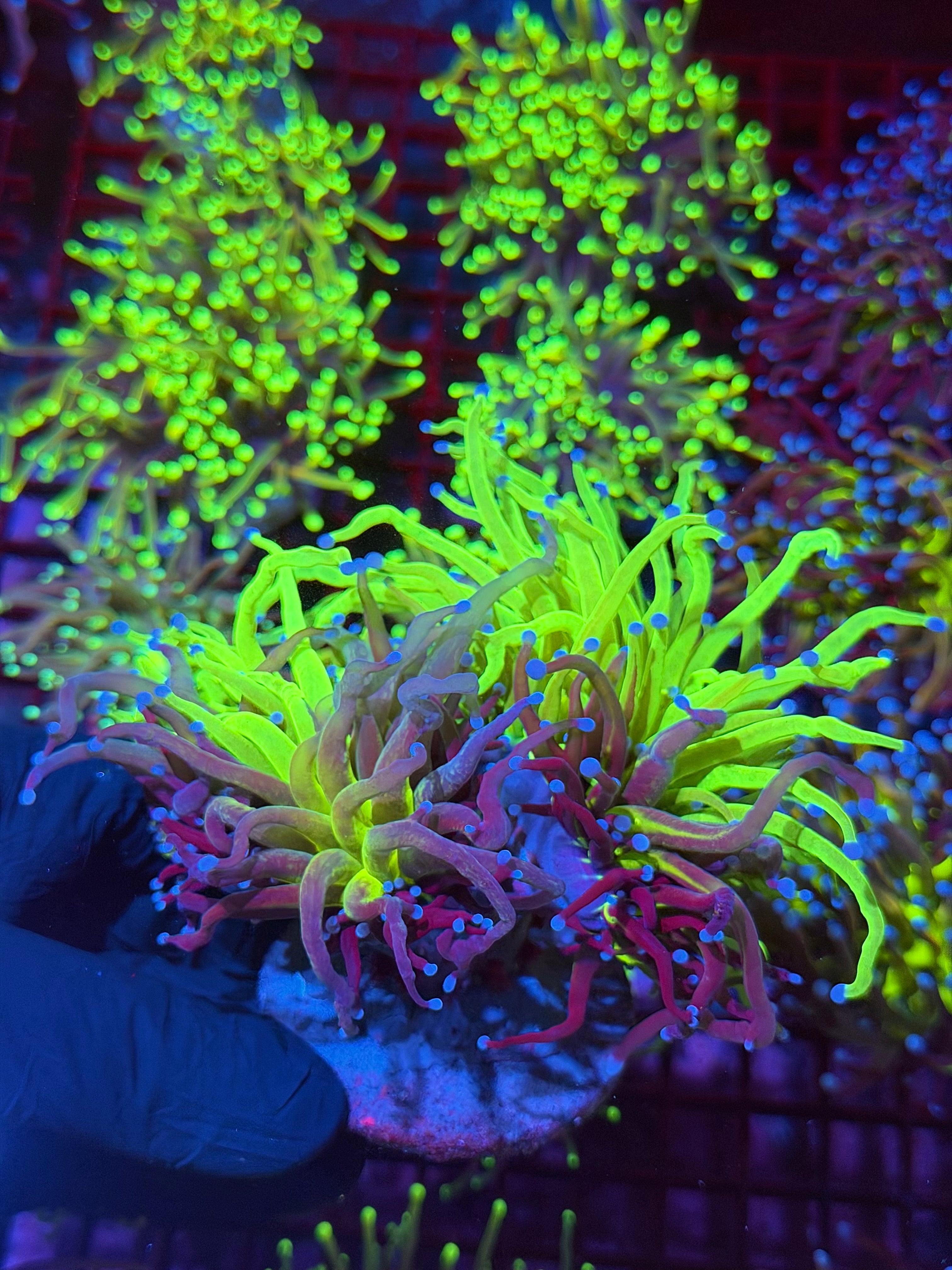 Insane Grafted Holy Grail Torch Coral 2 XXXL Heads Splitting to 3 *Collectors Piece* 8/7