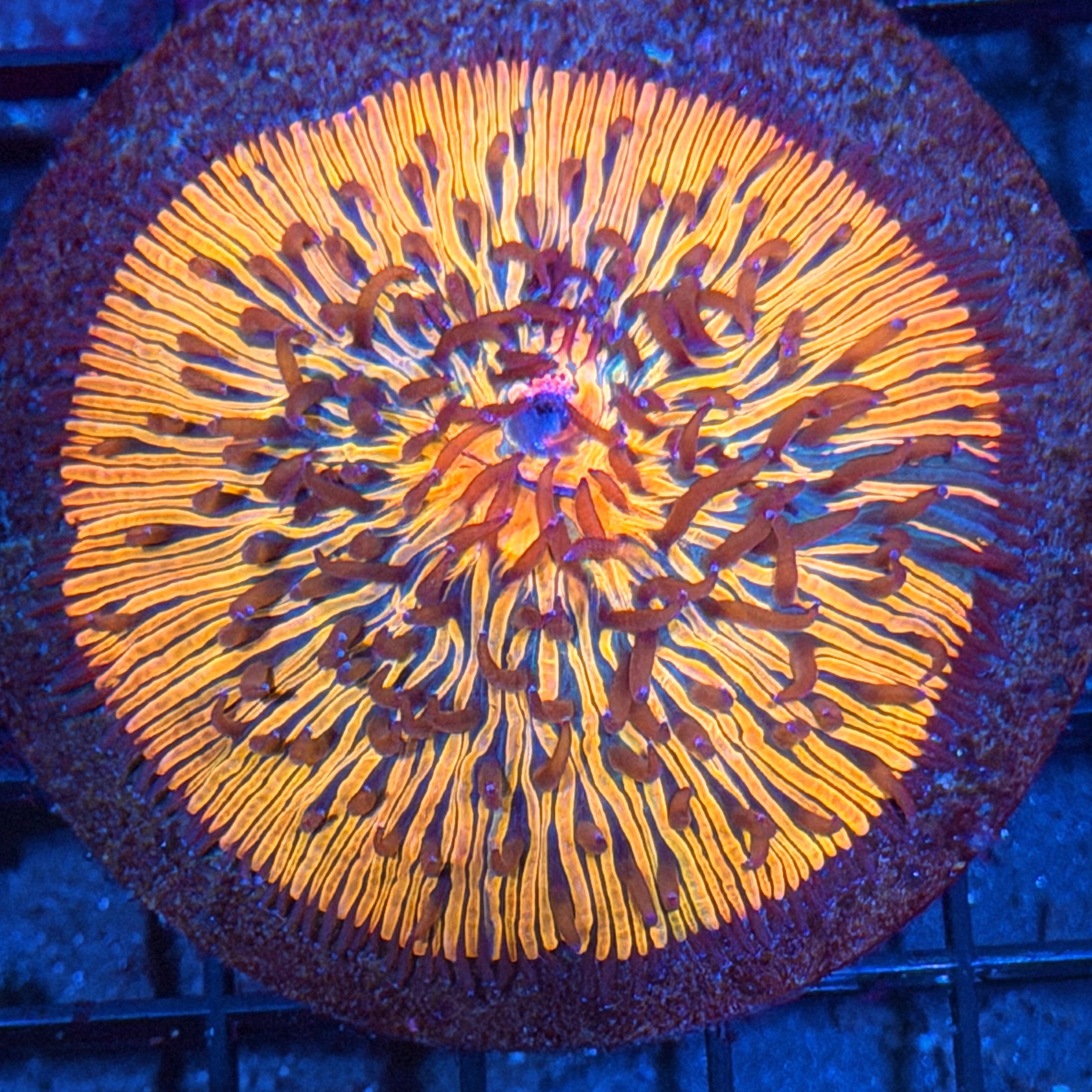 Grafted Plate Coral 2/25